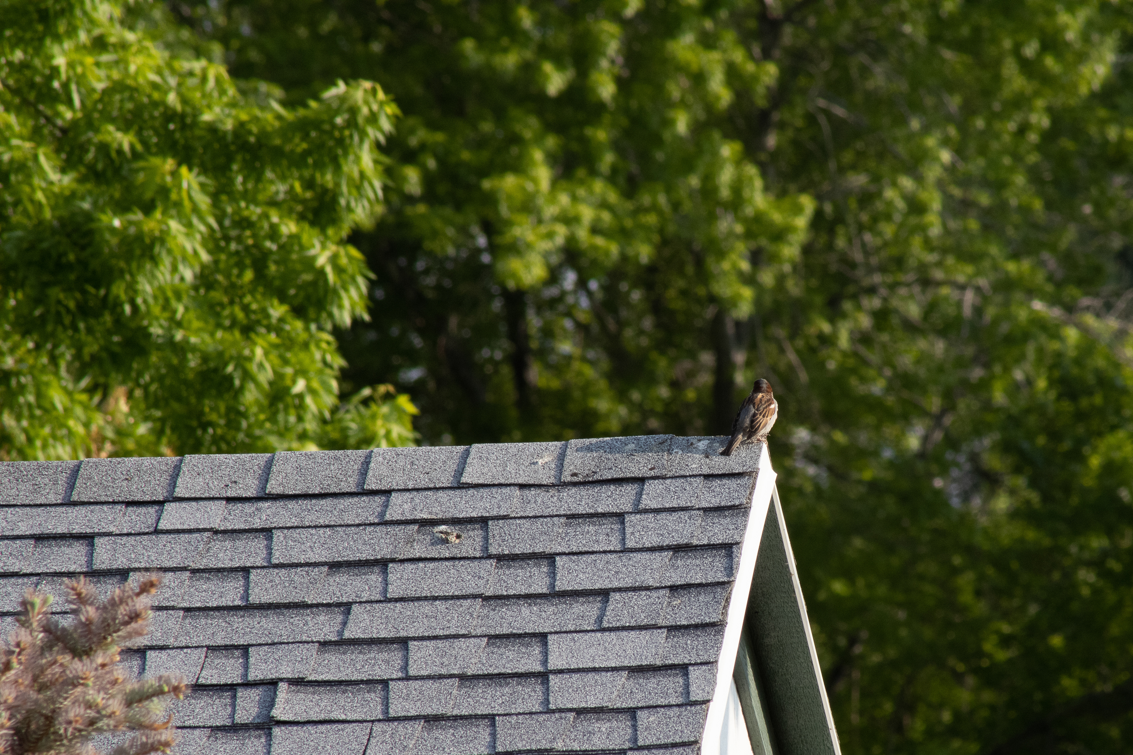 Aerial Monarch: Poised Elegance on the Rooftop's Edge