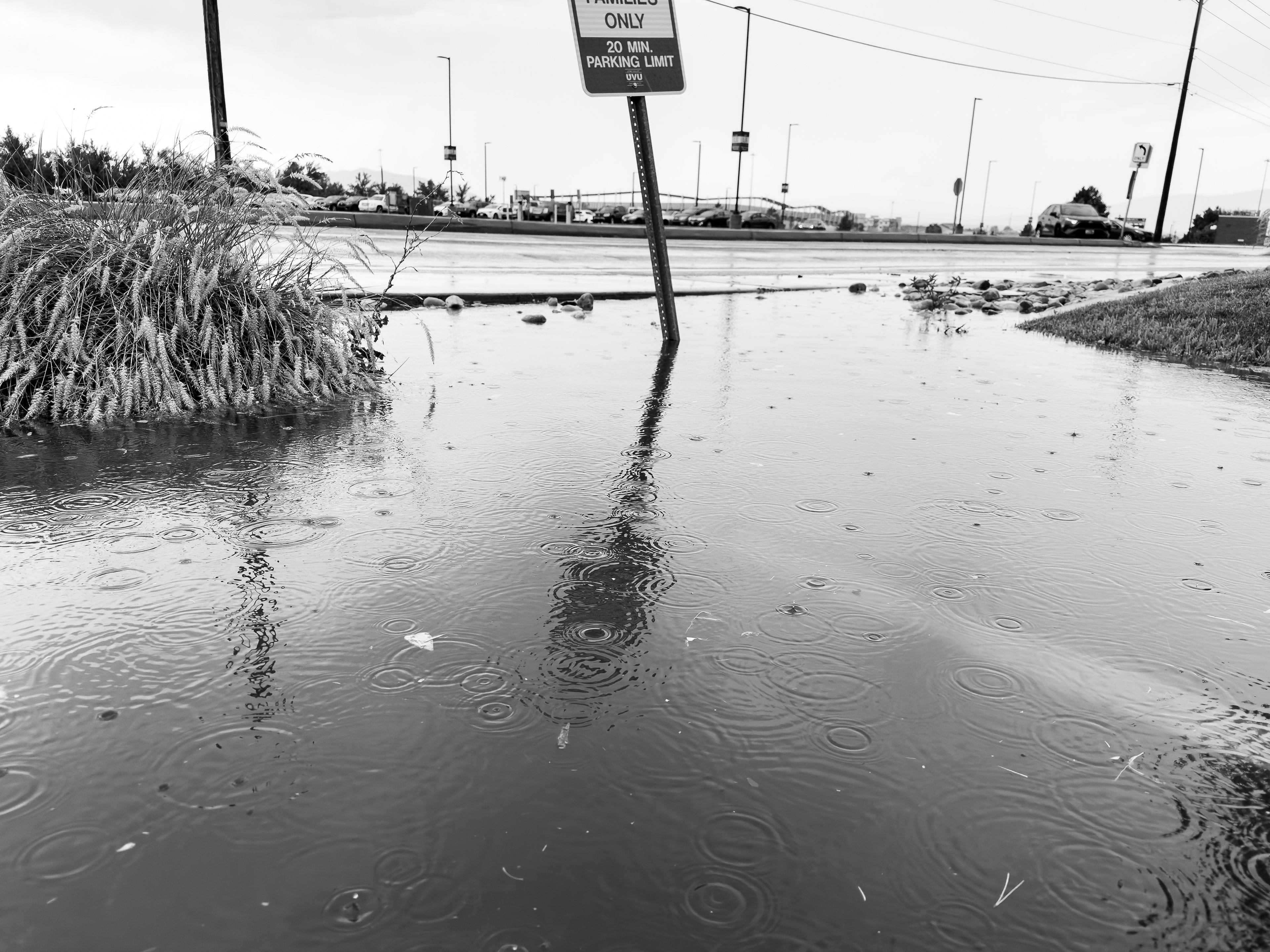 Ripples of Rain: Nature's Parking Lot Symphony