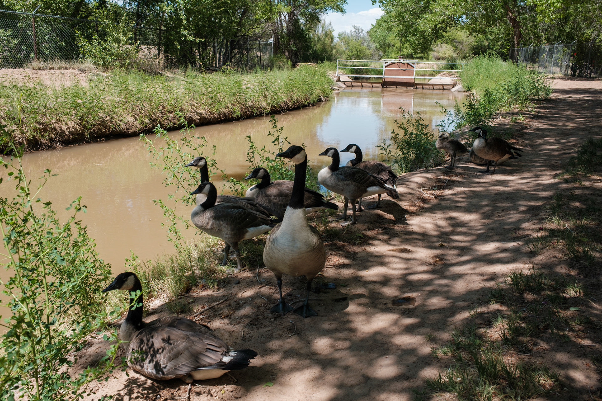 Paseo del Bosque Traill, Los Ranchos De Albuquerque