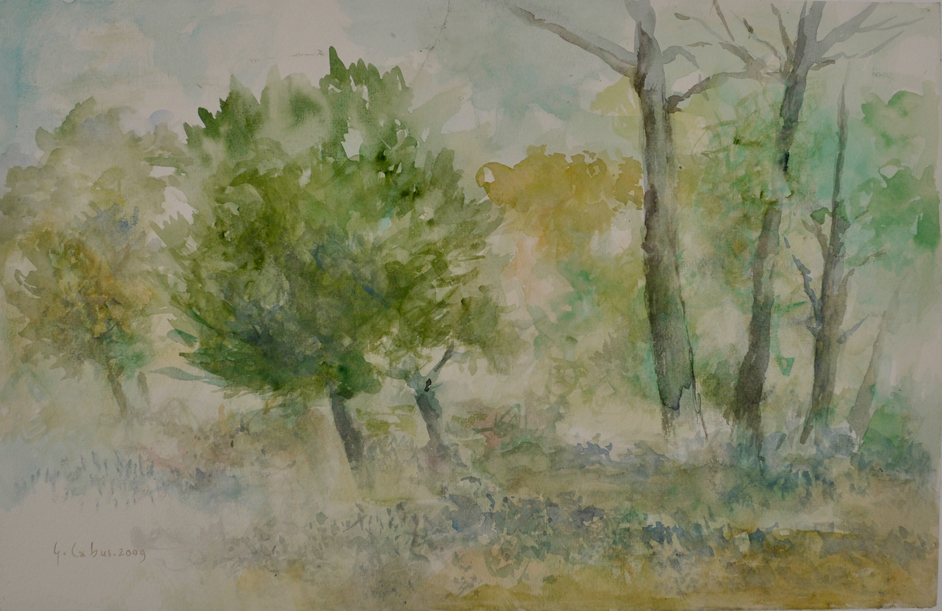 Le térrain boisé dérrière la maison de l’île de Ré.