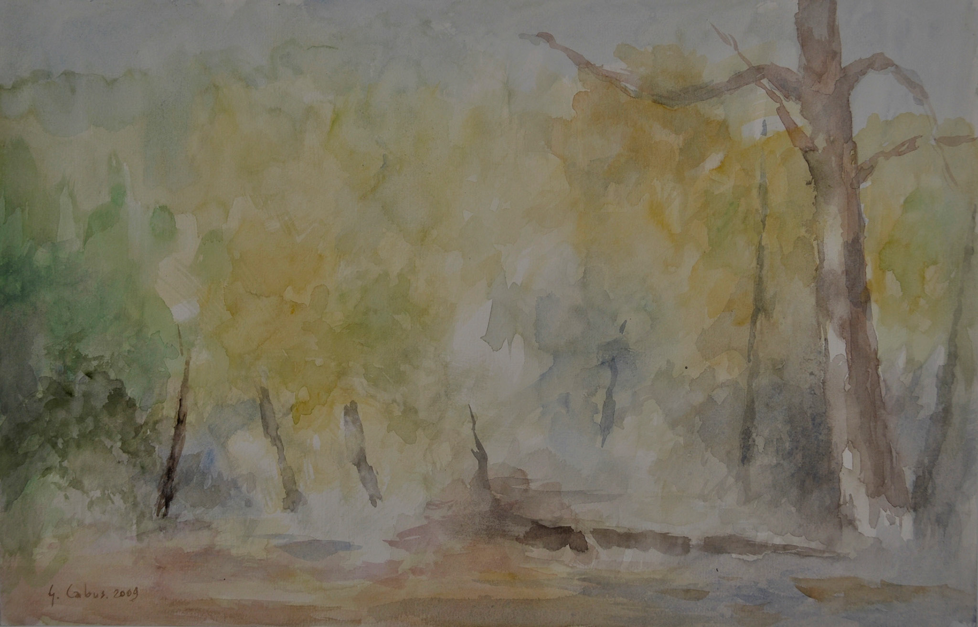 le térrain boisé dérrière la maison de l’île de Ré.