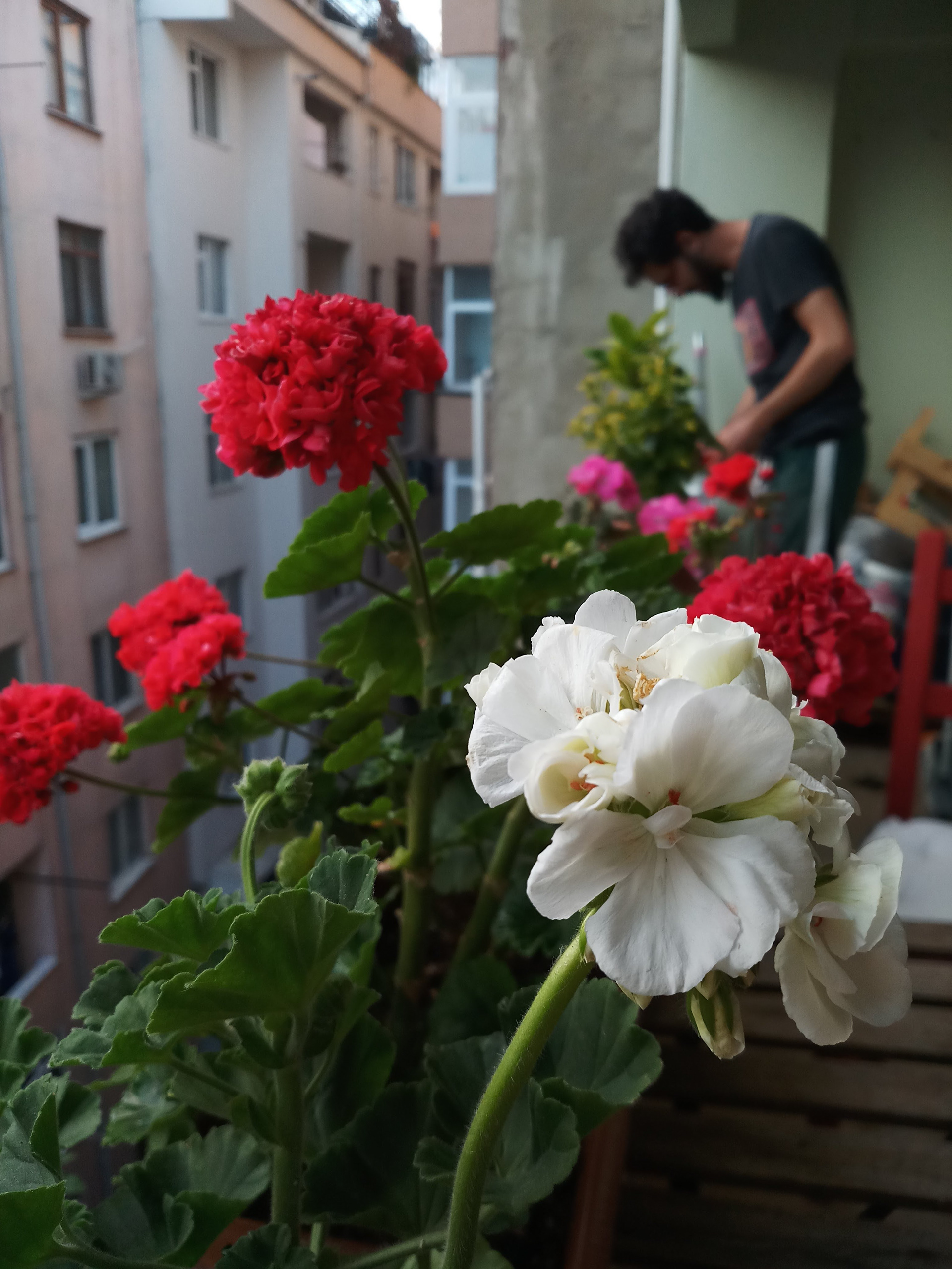 Flowers