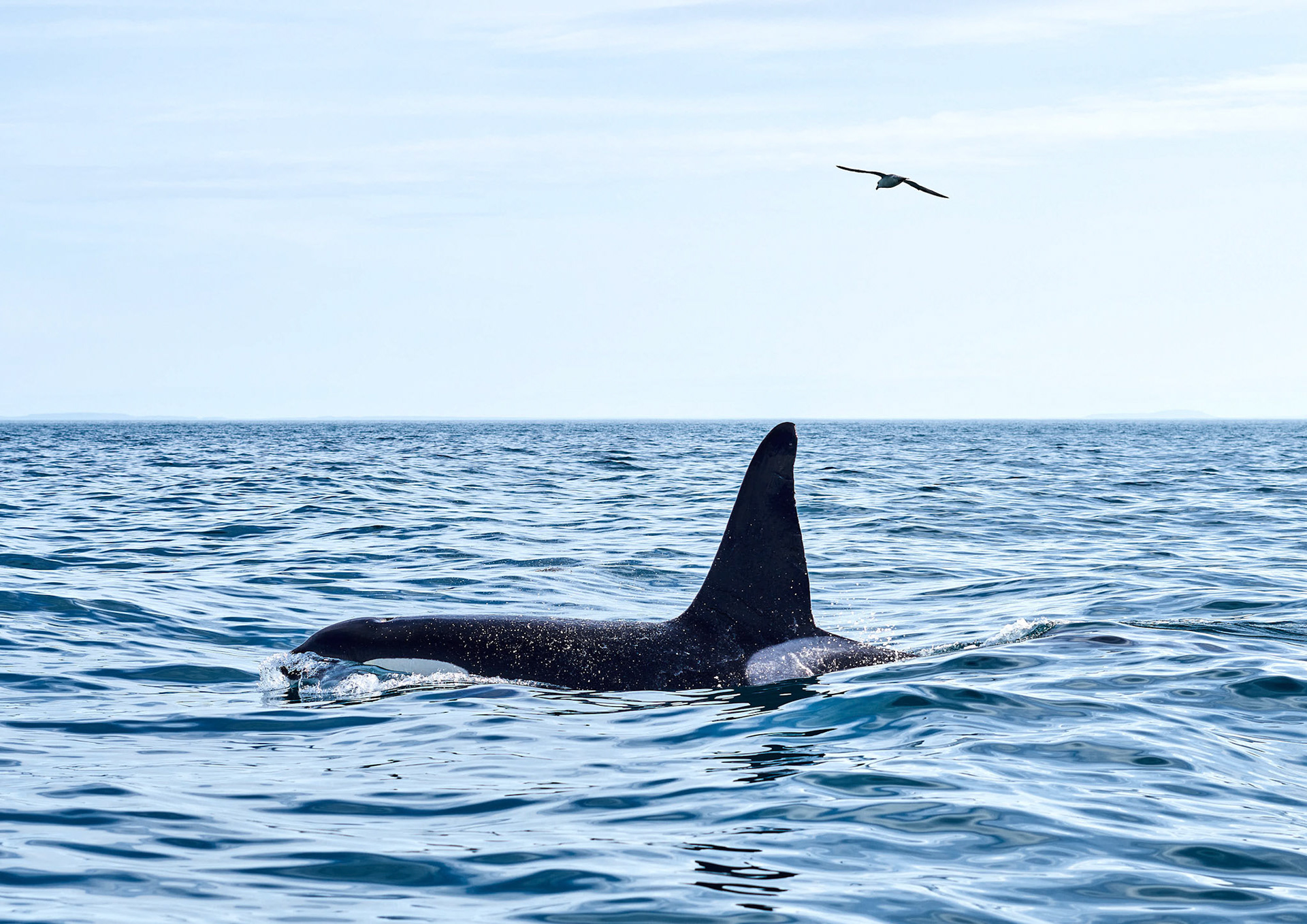 Orca