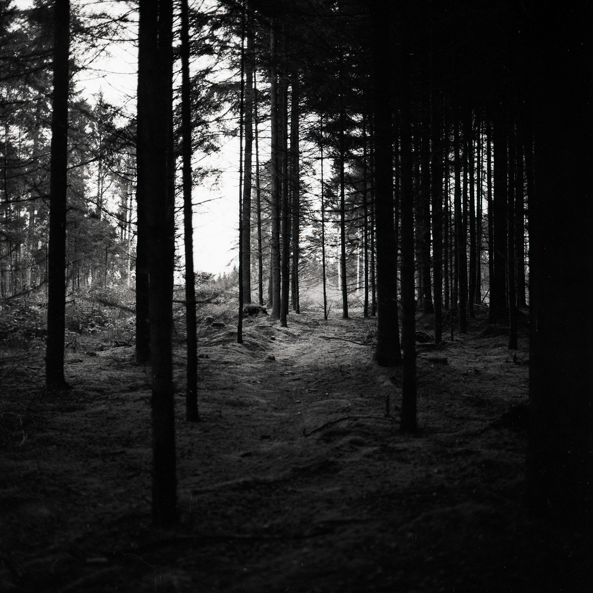 6x6 auf Fomapan 100