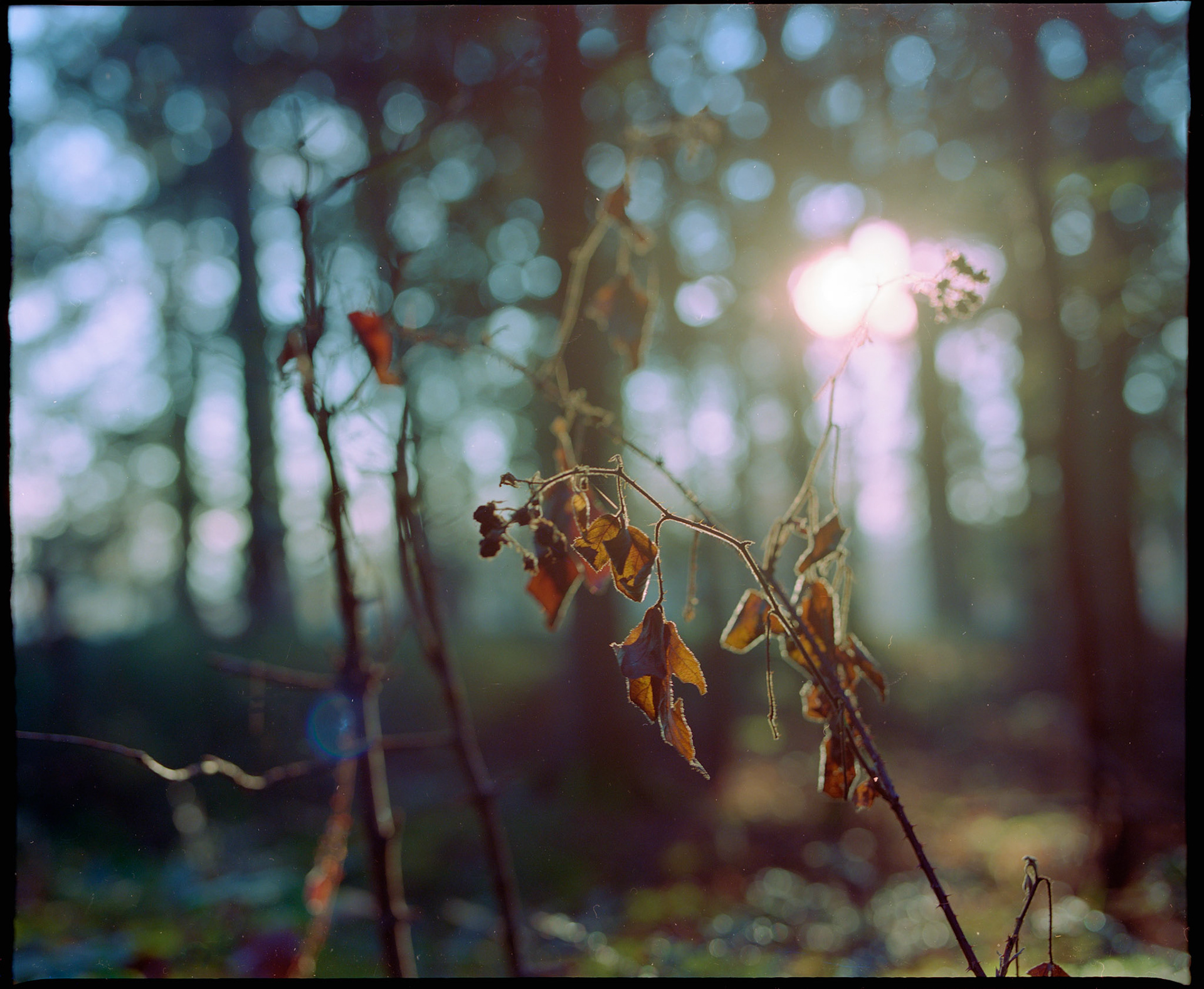 Frozen Leaf auf Portra 400