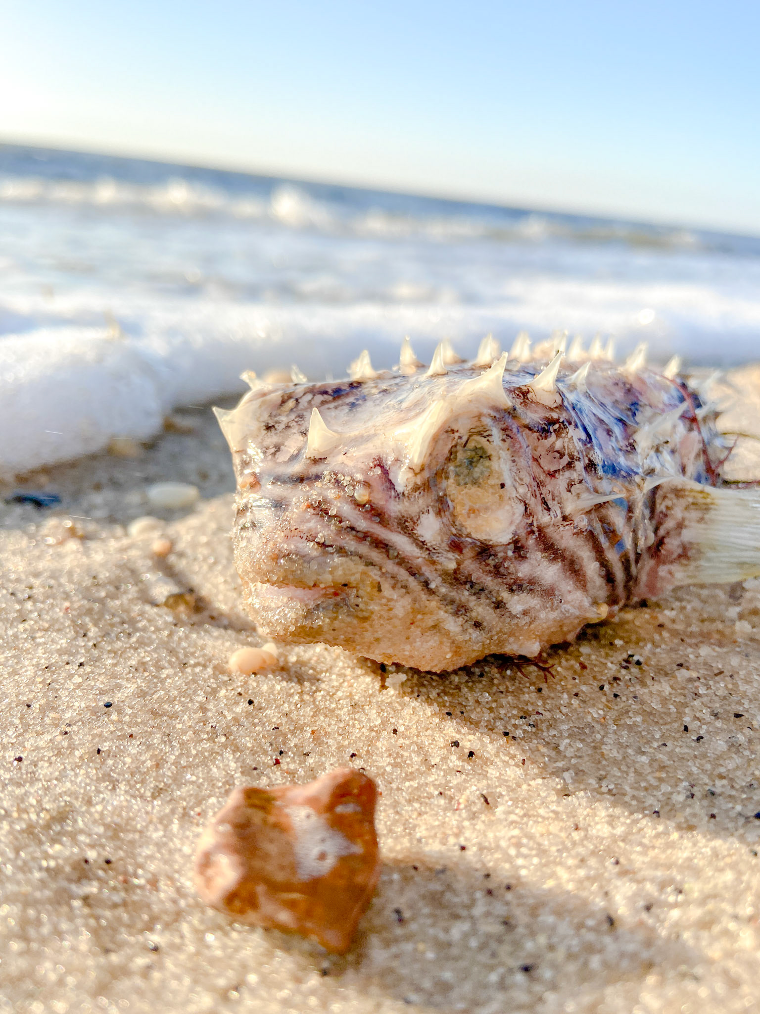 Spiny Box Puffer Fish