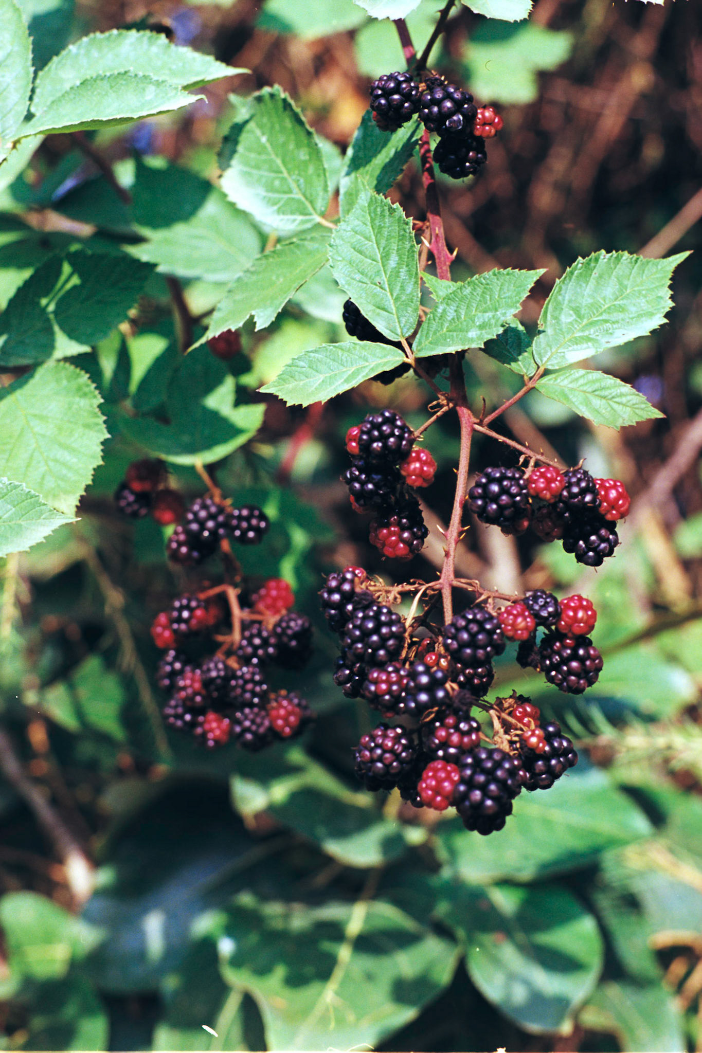 Kodak Ektar 100, Pentax P3