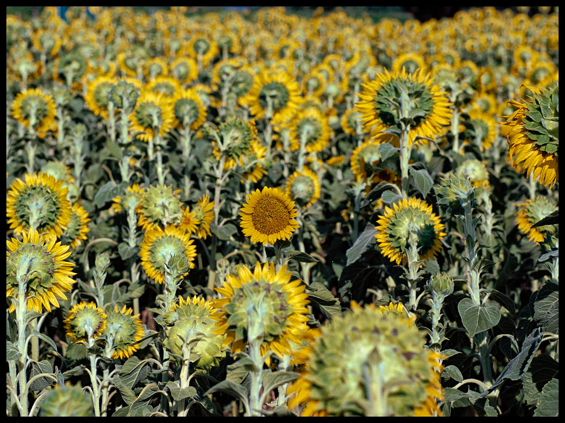 Kodak Ektar 100, Pentax P3