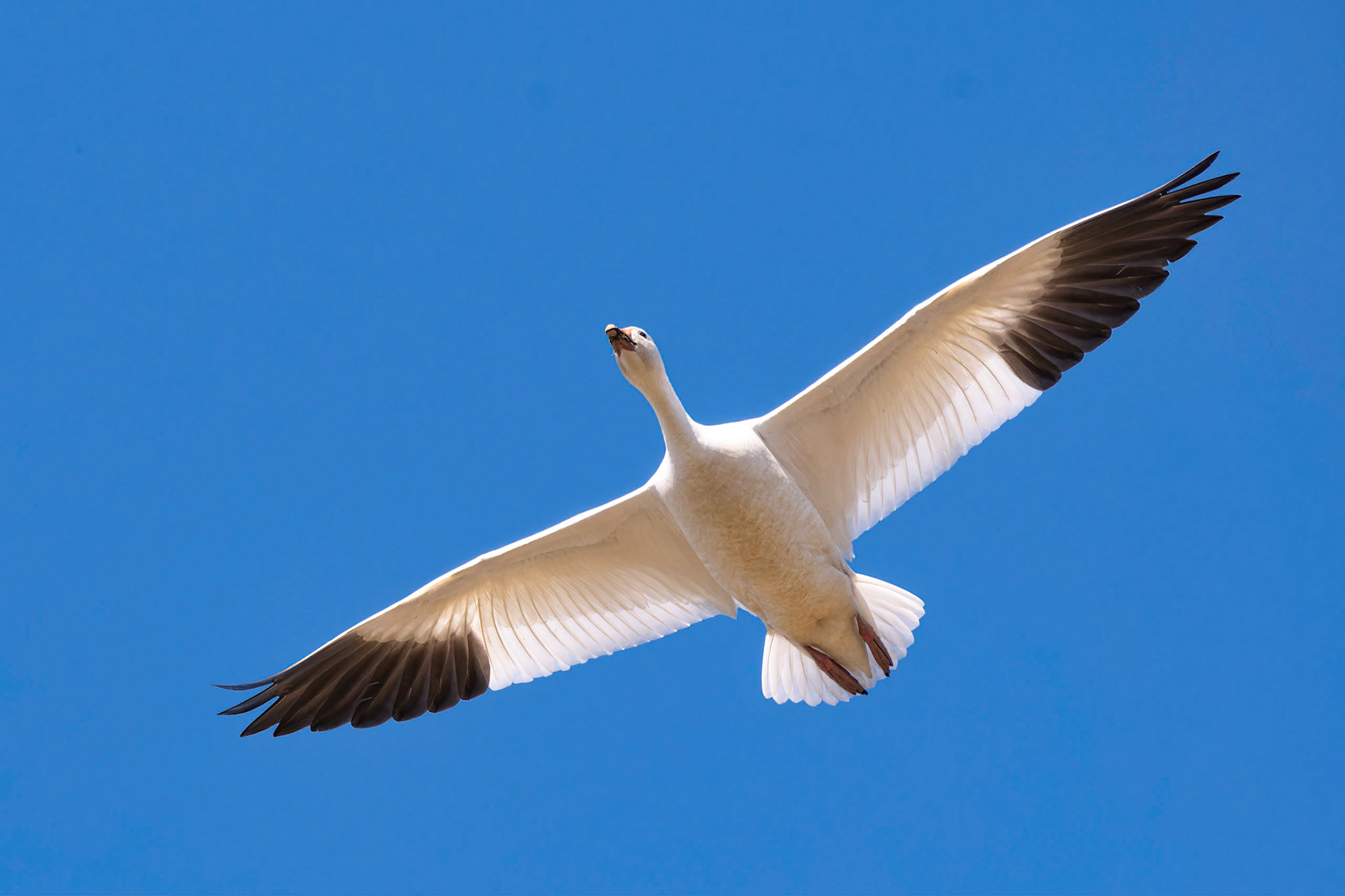 Snow goose at Sauvi Island, Oregon