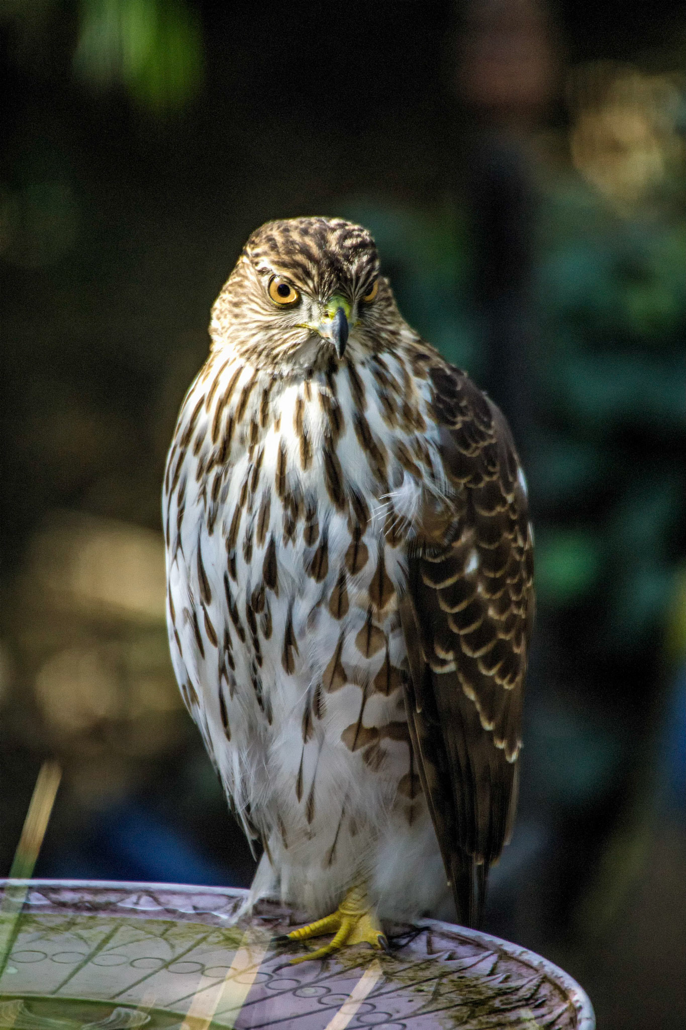 Hawk enjoying the bird bath