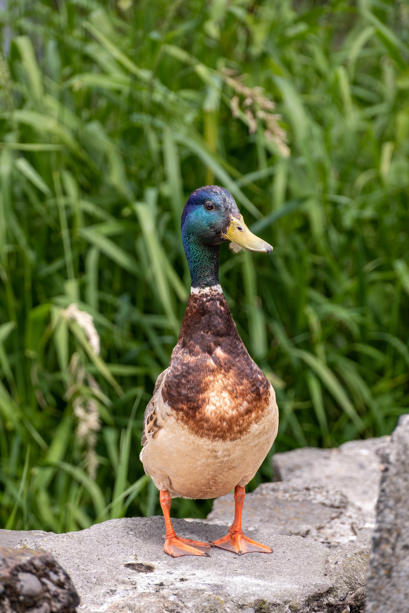 Mallard