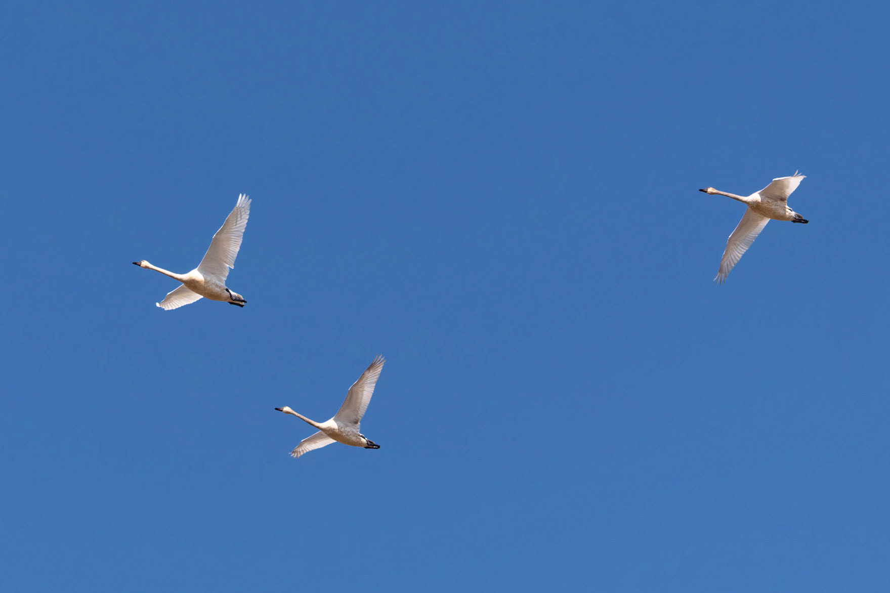 Swans flying by. Sauvi Island, OR
