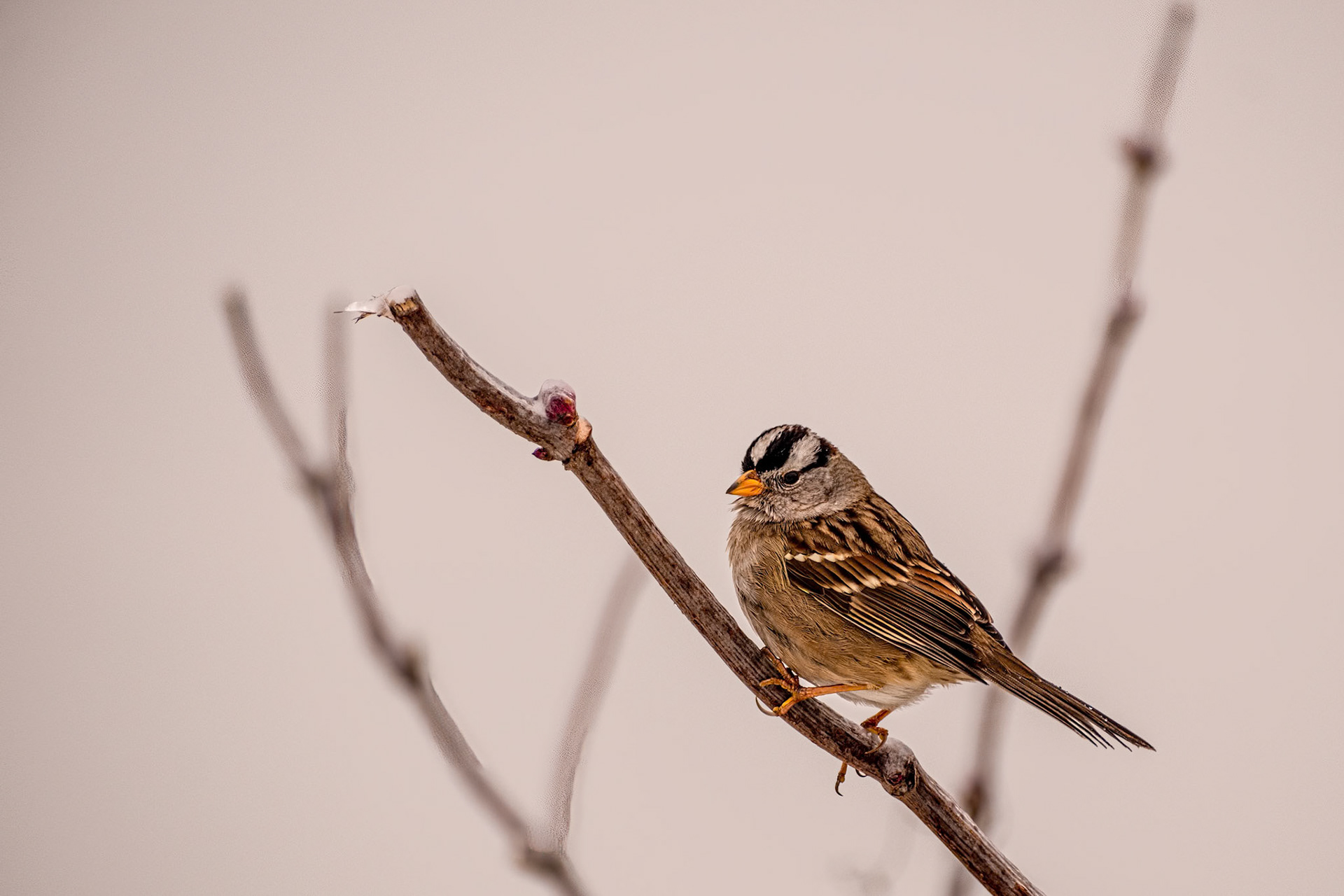 White Crowned Sparrow