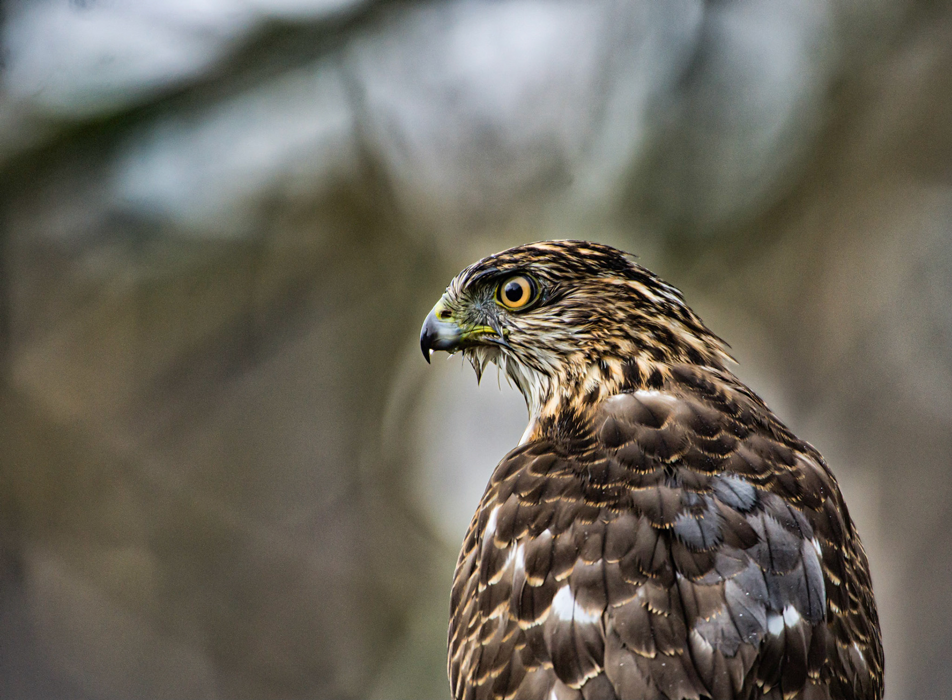 Hawk