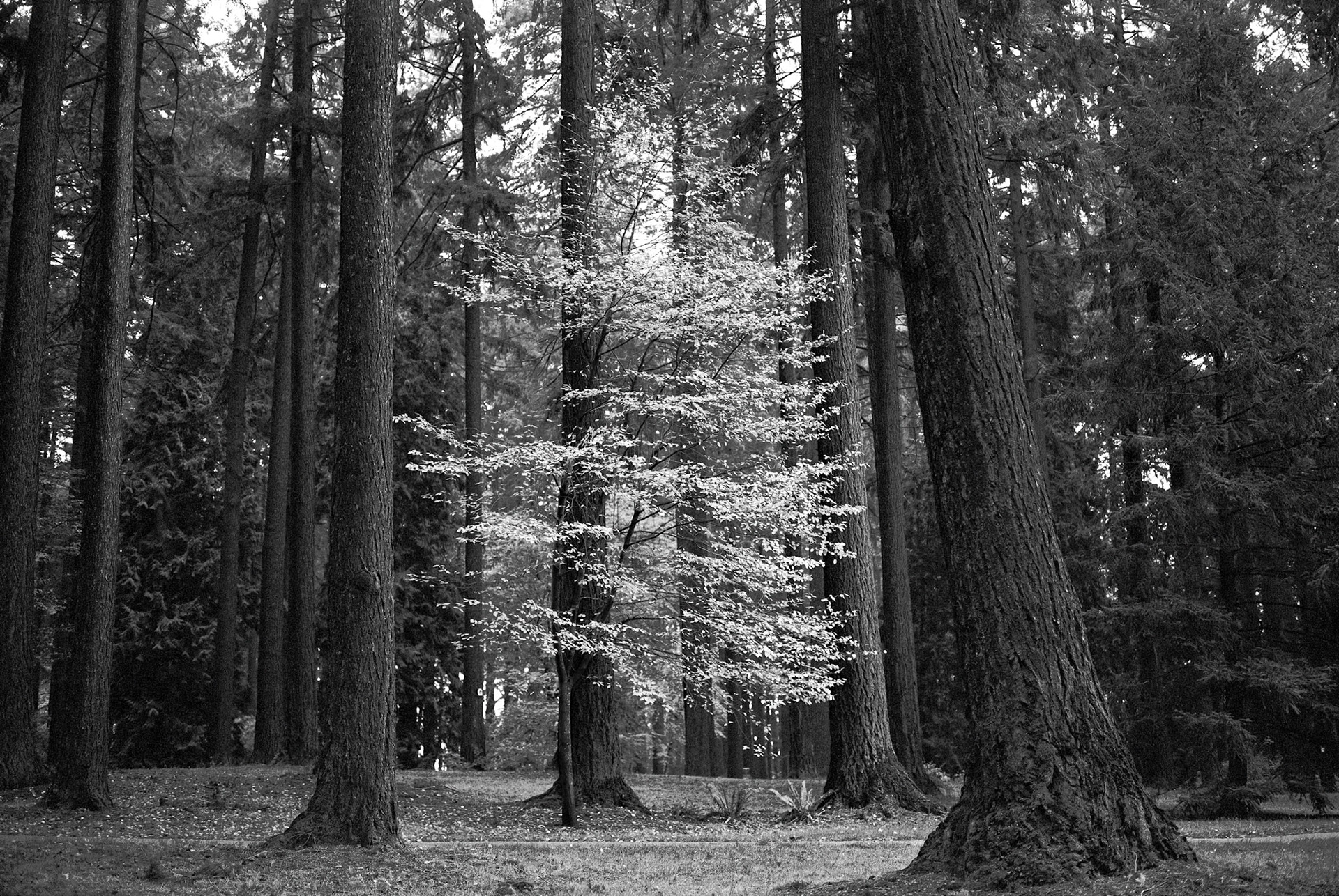 Pier Park during the Fall