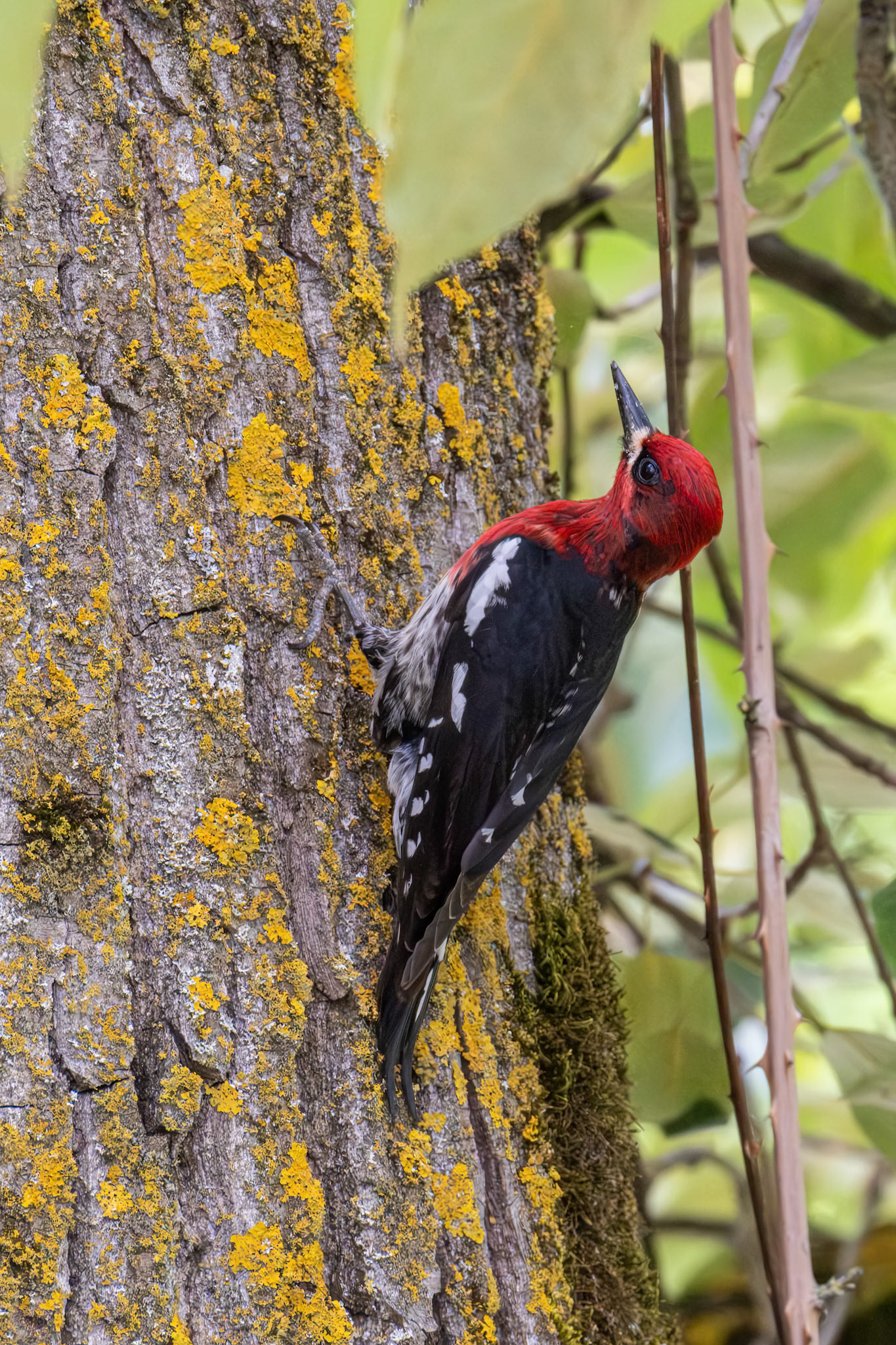 Red Breasted Sapsucker