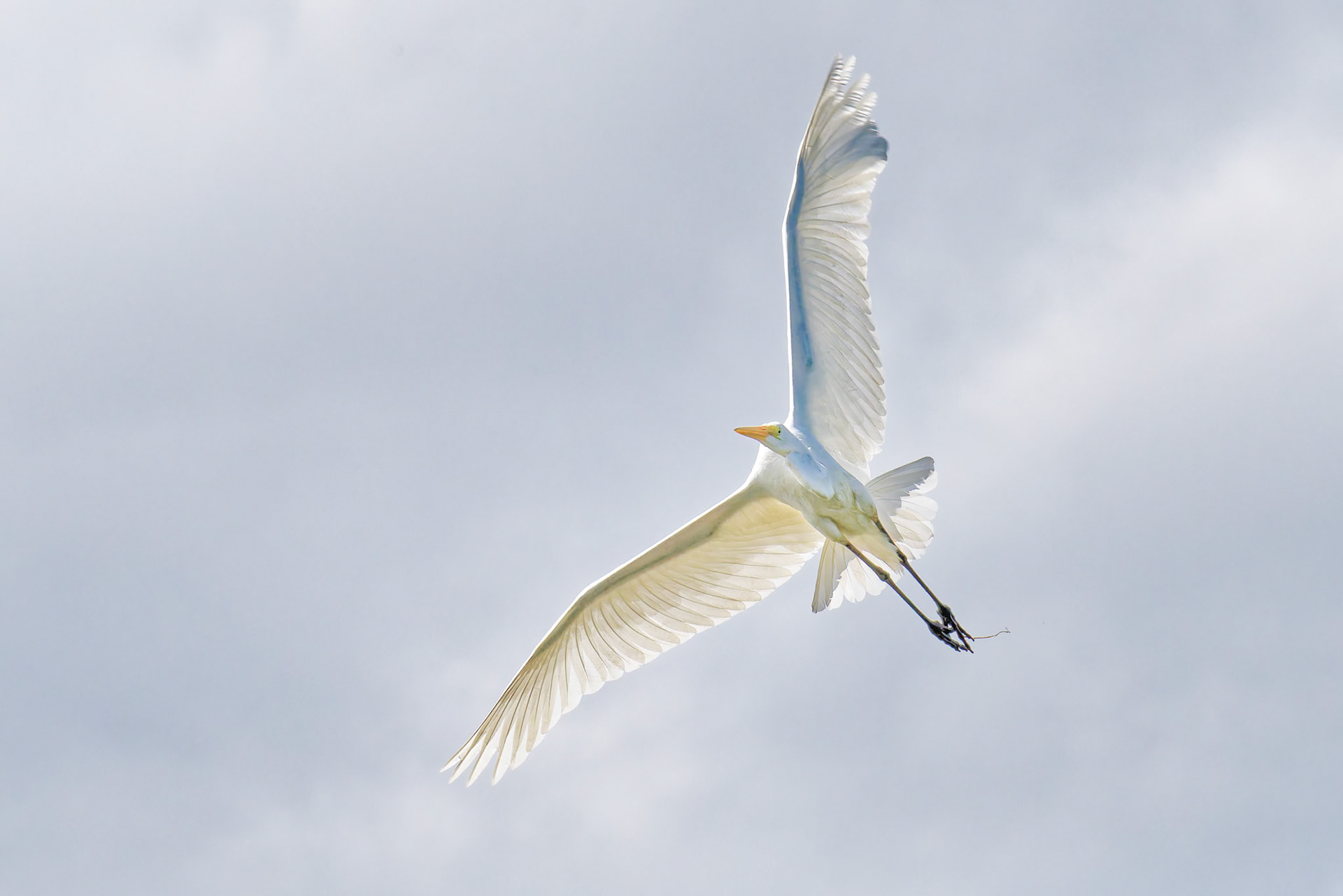White Egret