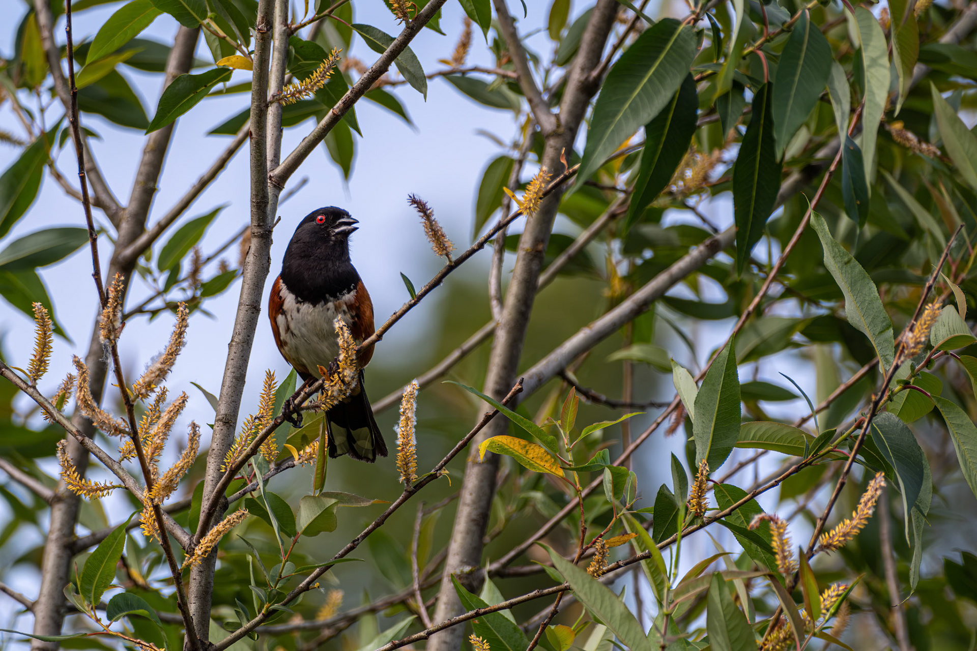 Spotted Towhee
