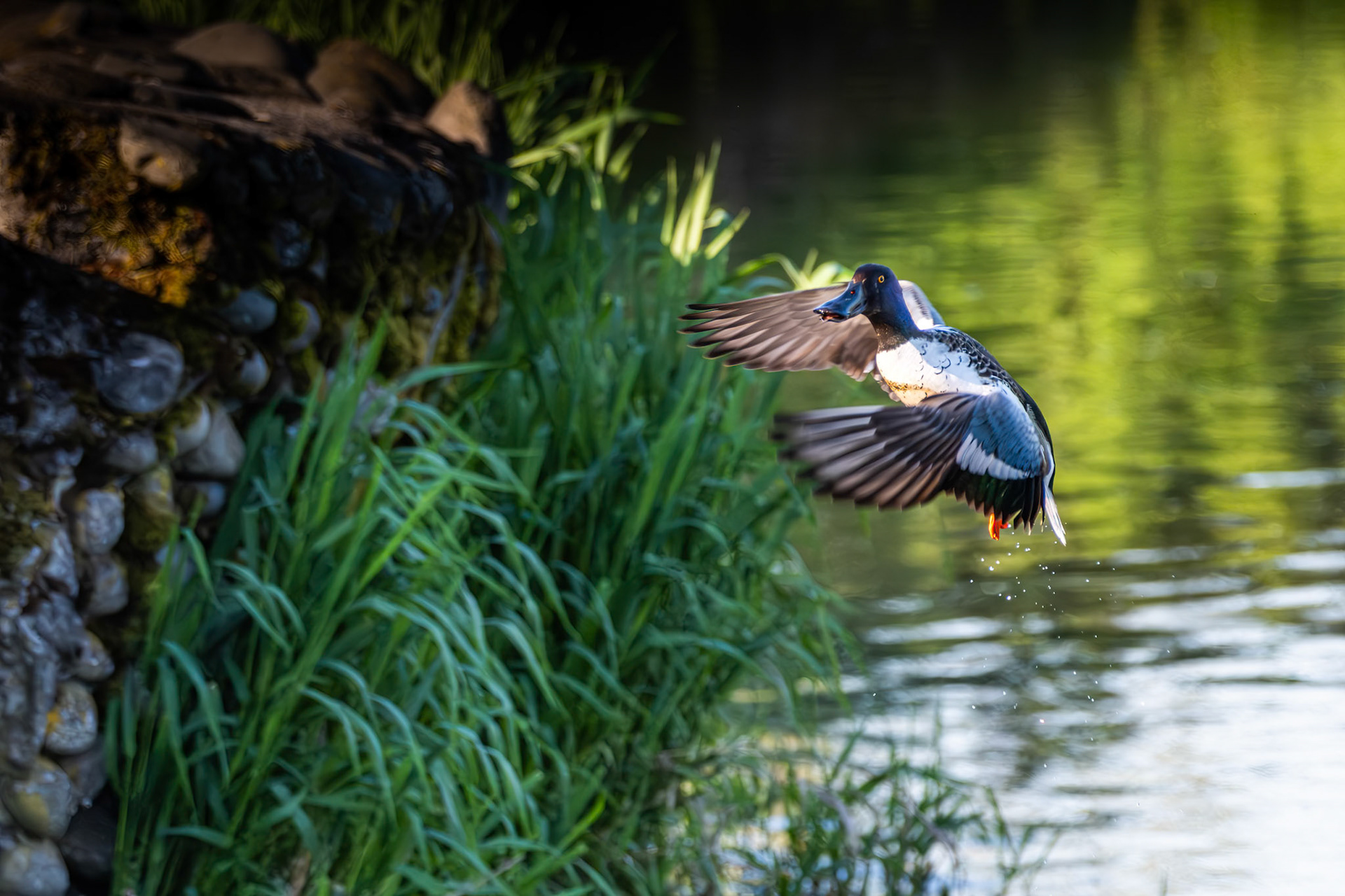 Lesser Scaup