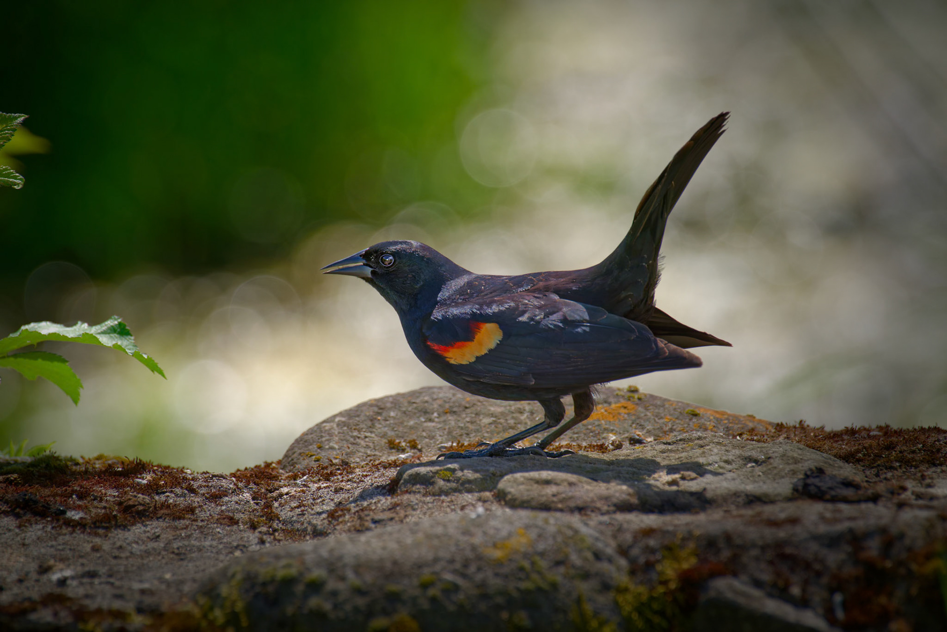 Red-winged Blackbird