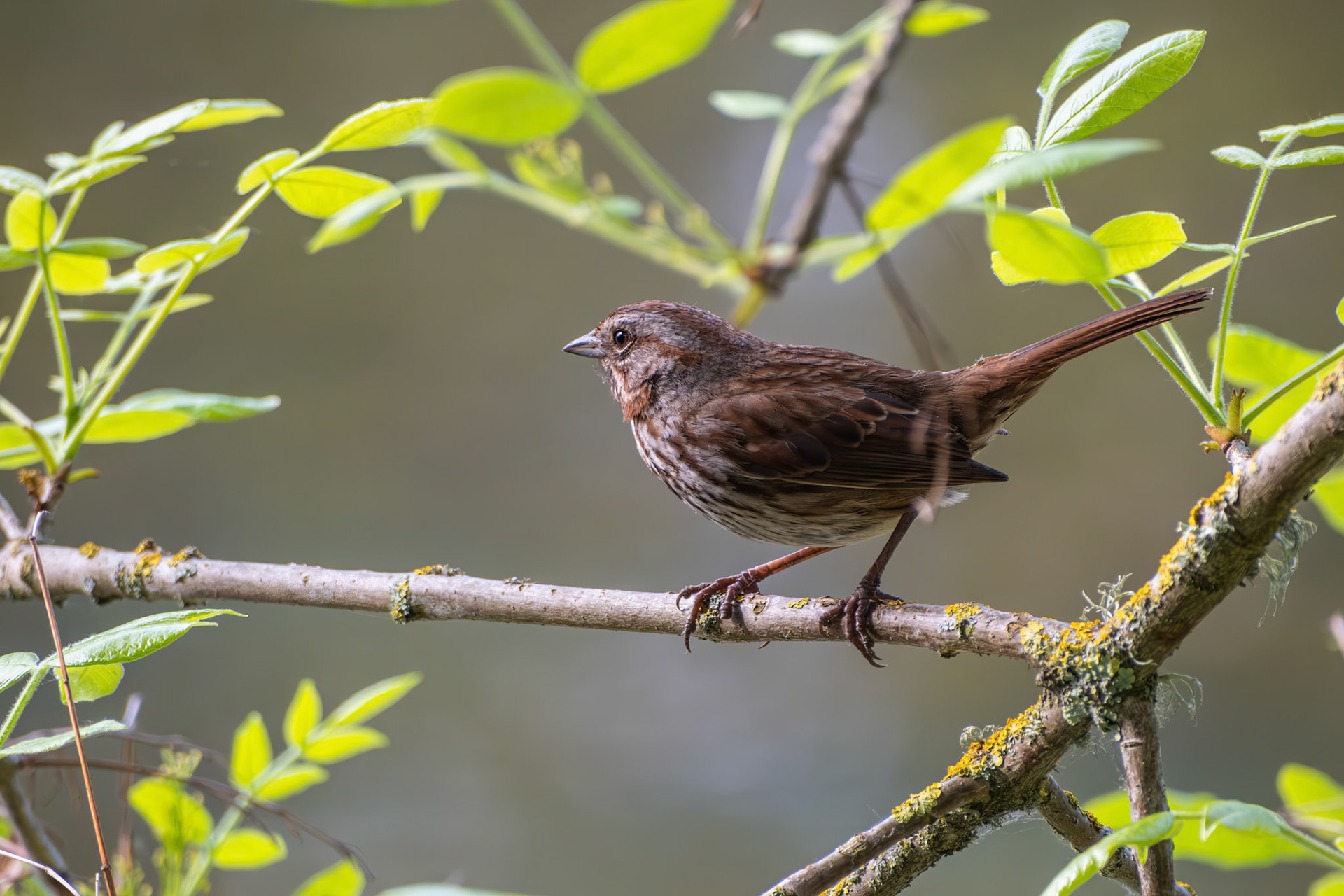 Song Sparrow