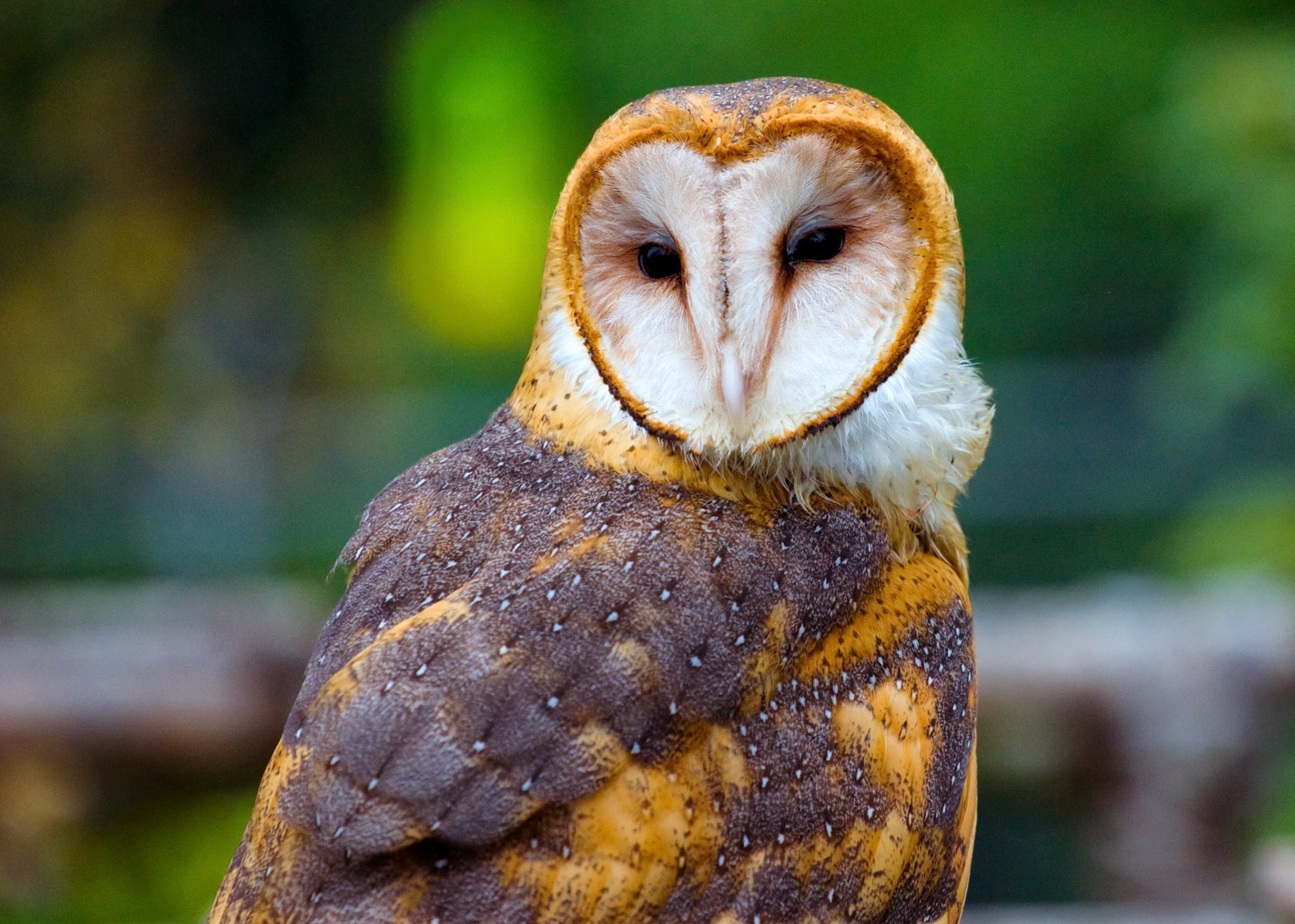 Owl