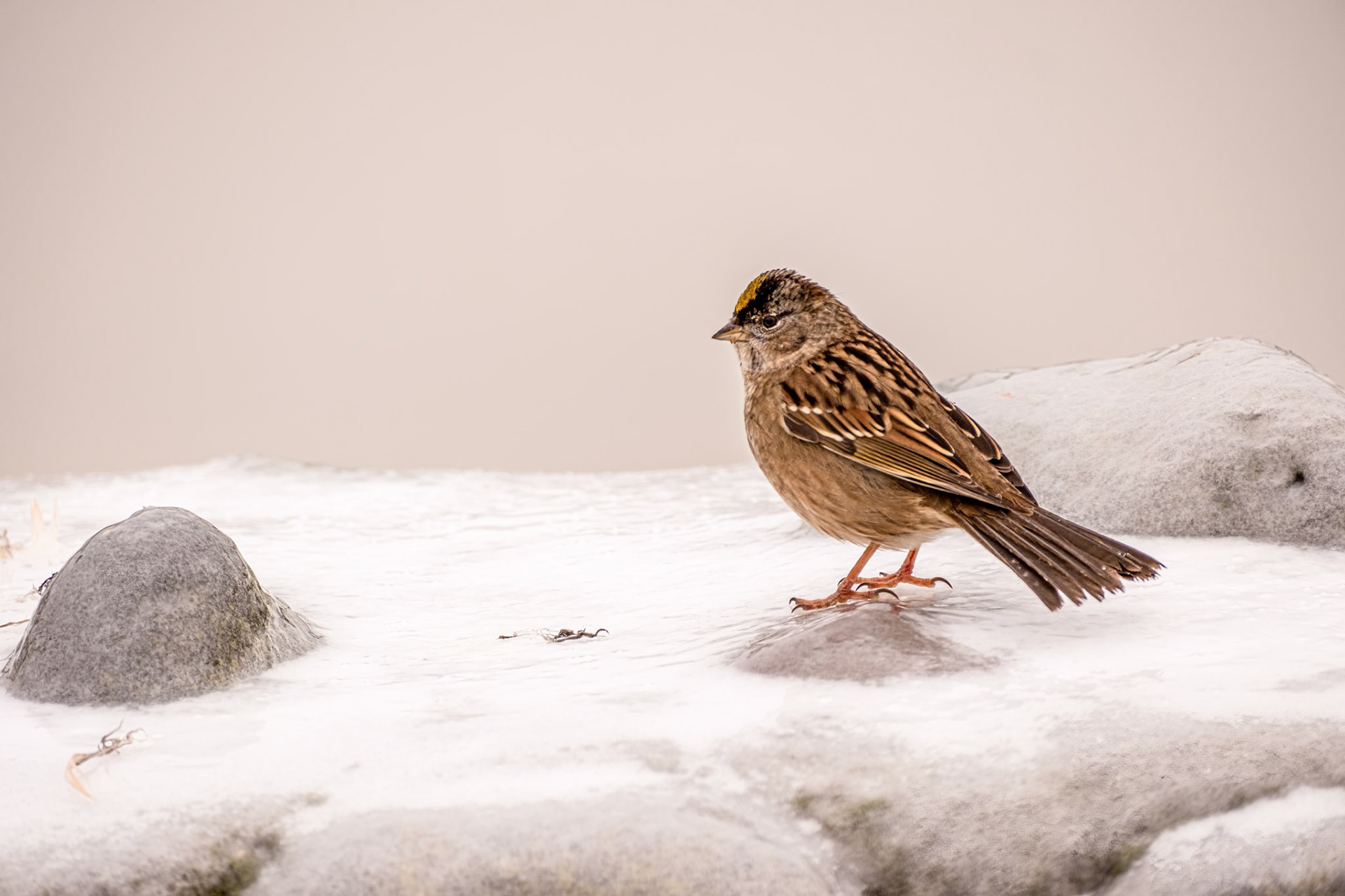 I think this is a immature (1st Winter) White Crowned Sparrow