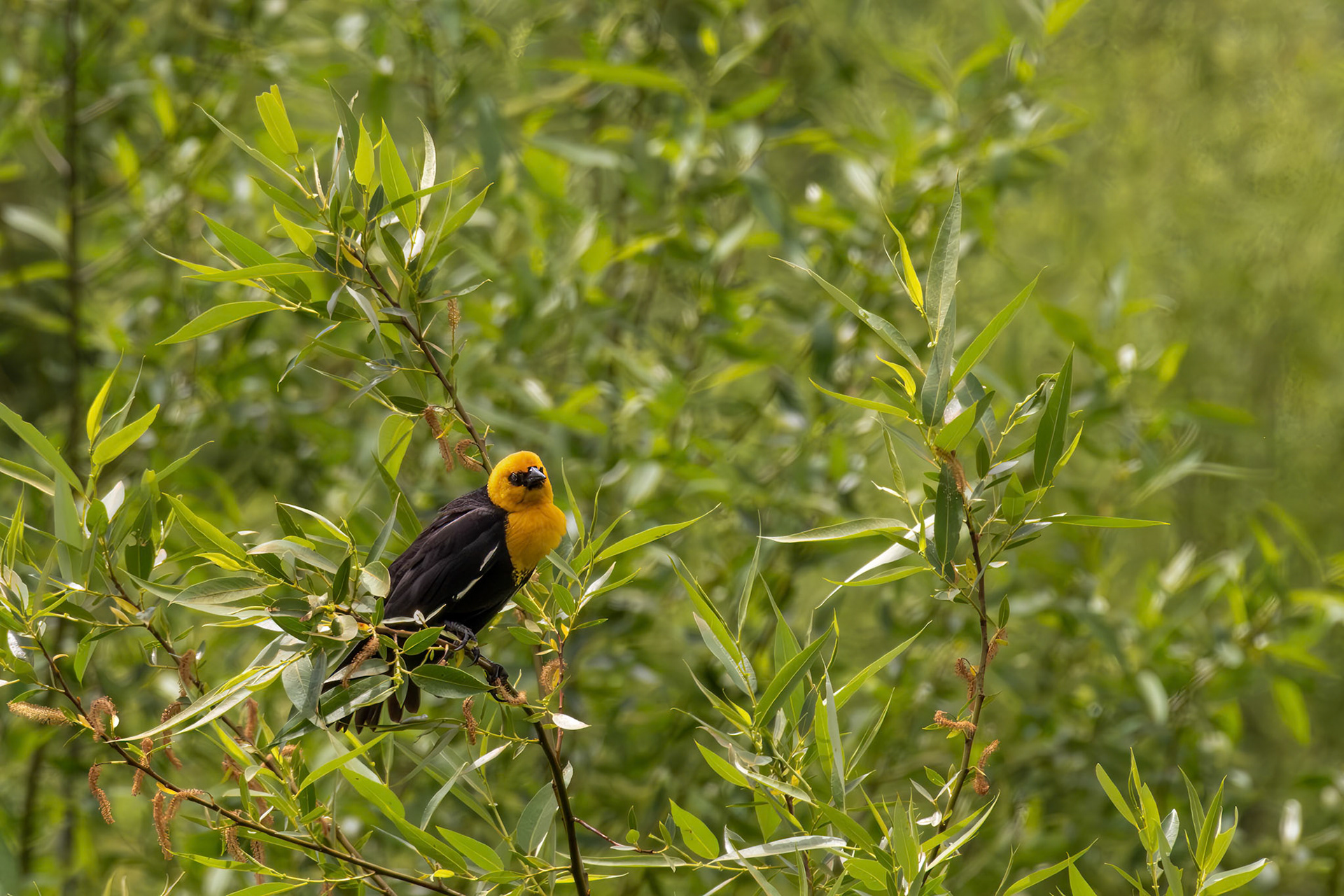 Yellow-headed Blackbird