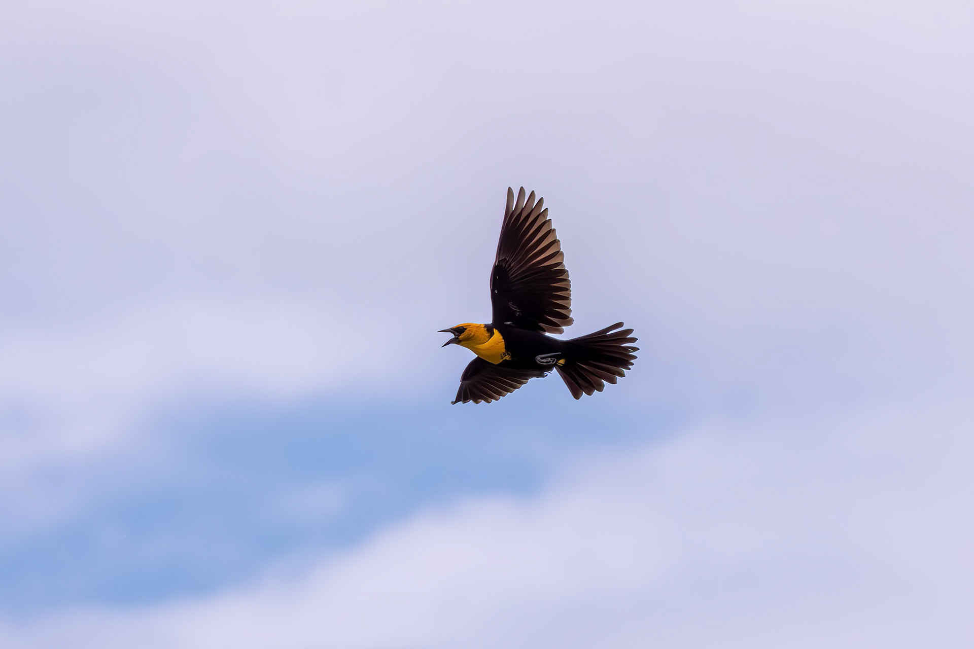 Yellow-headed Blackbird