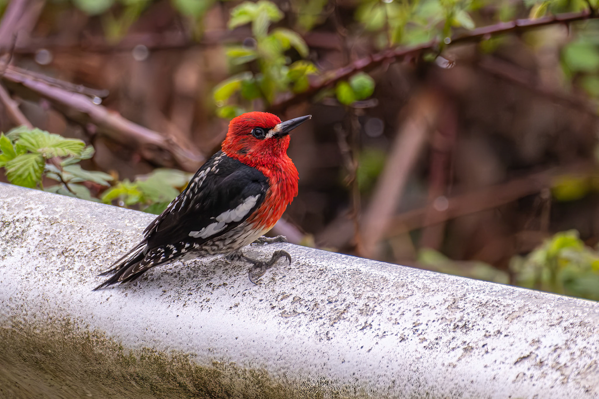 This one was making a racket on a metal railing