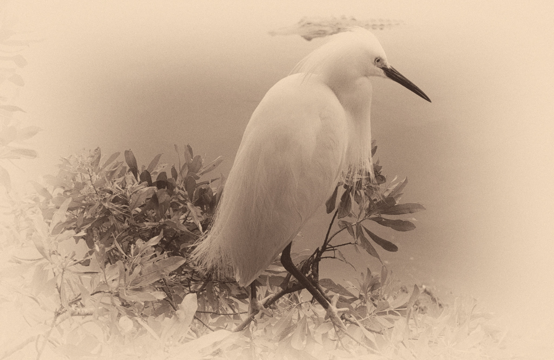 Gator lurking in the background