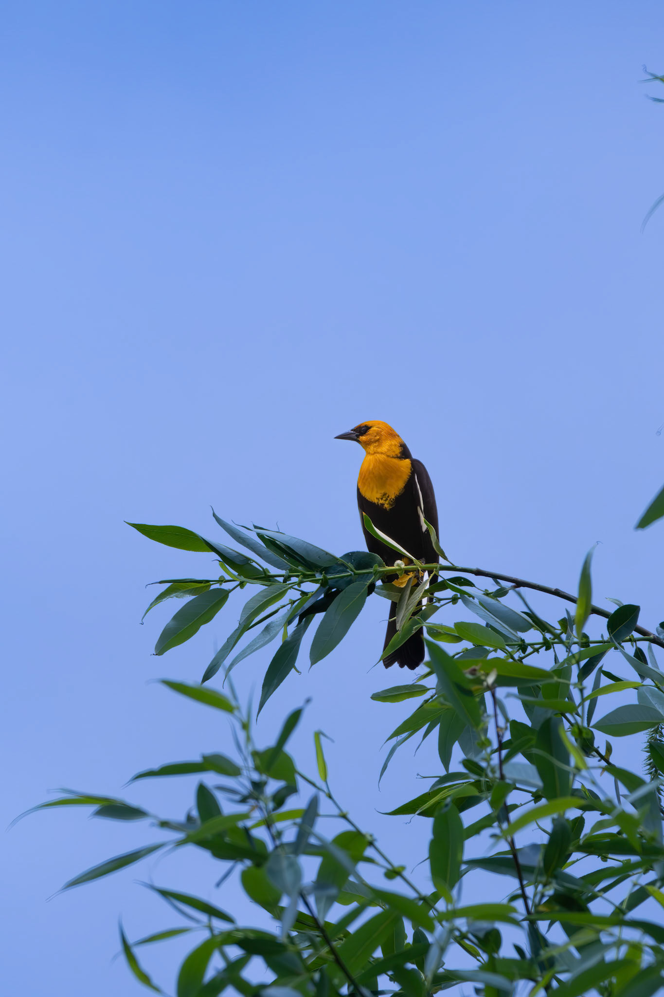 Yellow-headed Blackbird