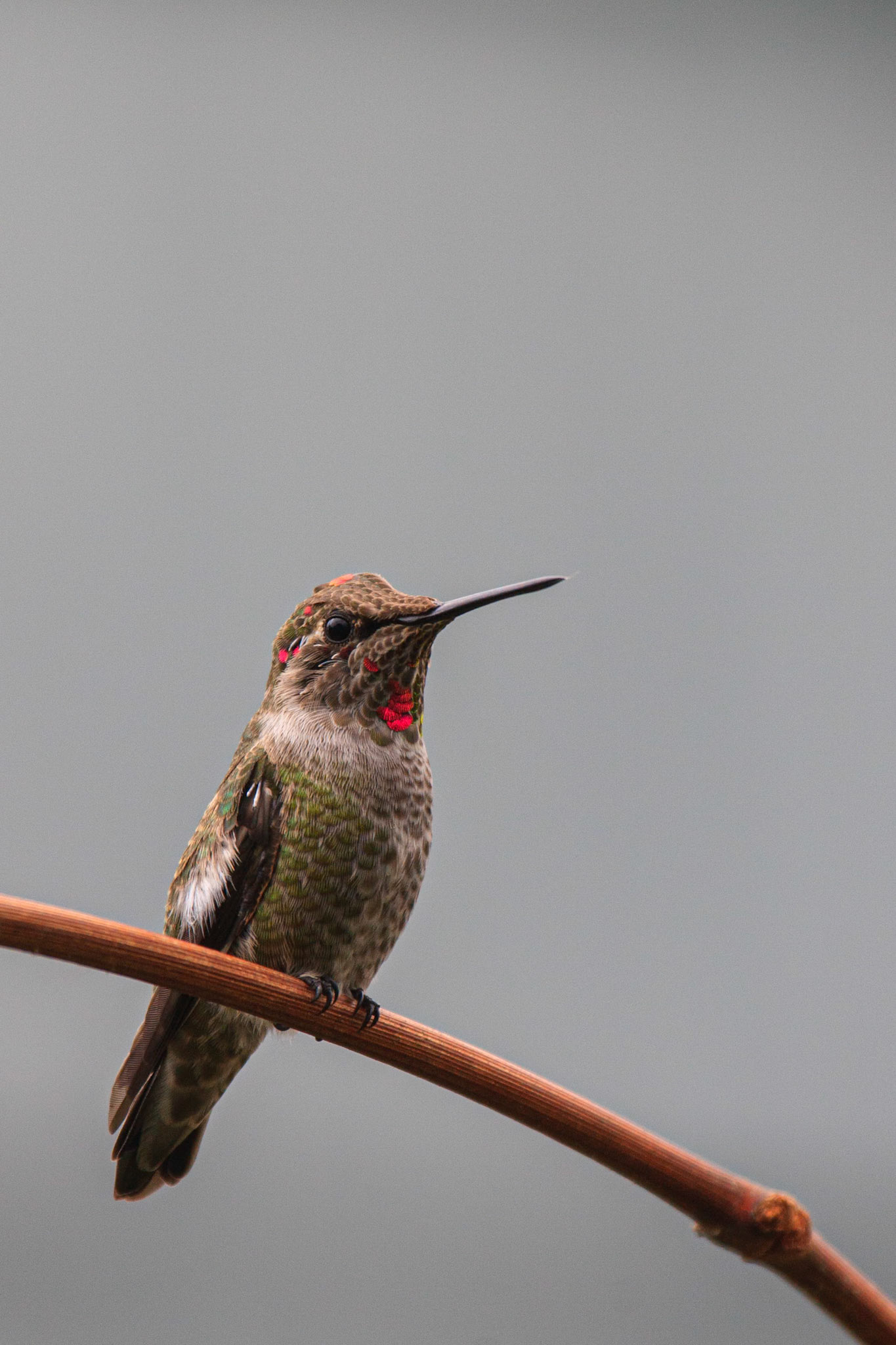 Hummingbird