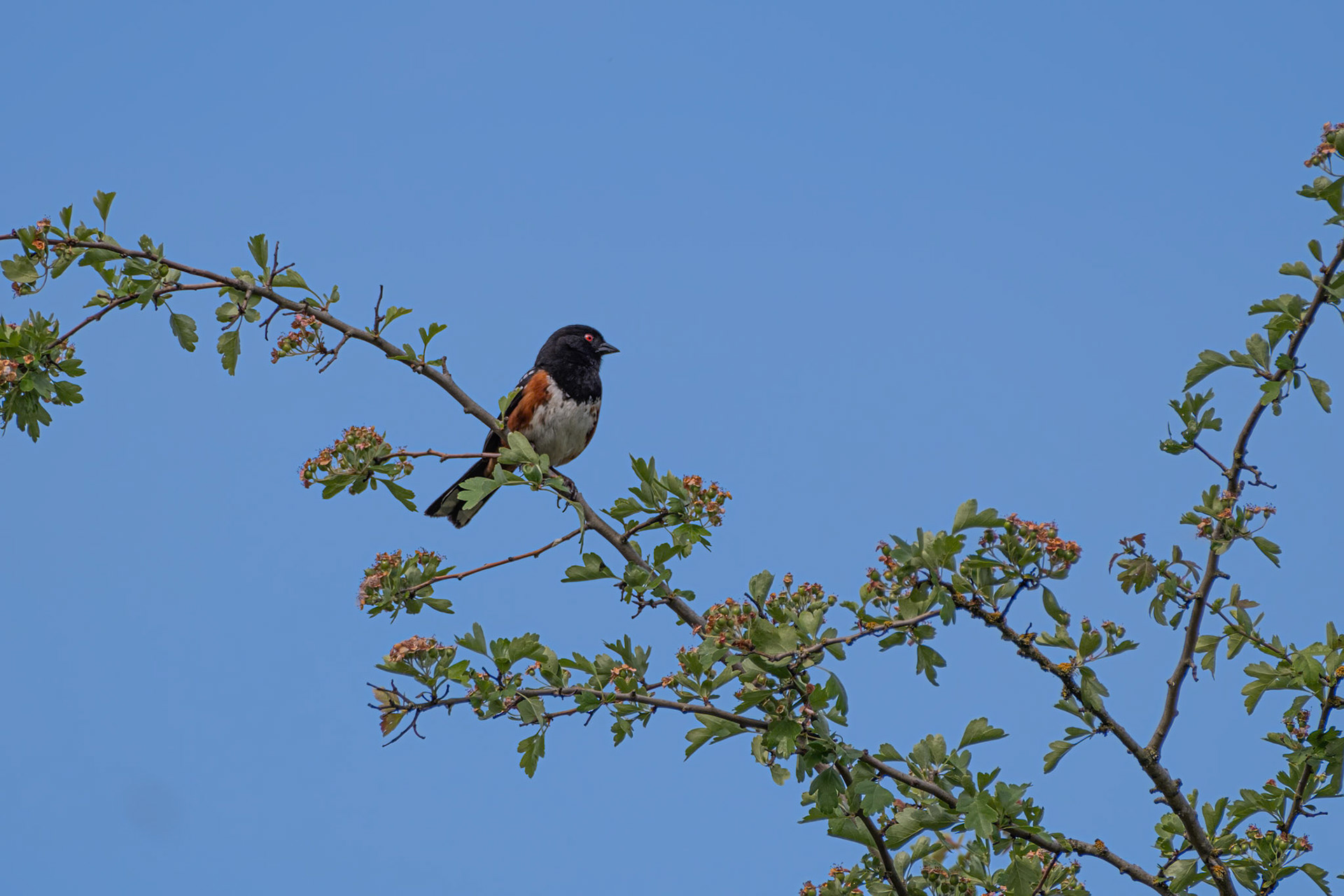 Spotted Towhee