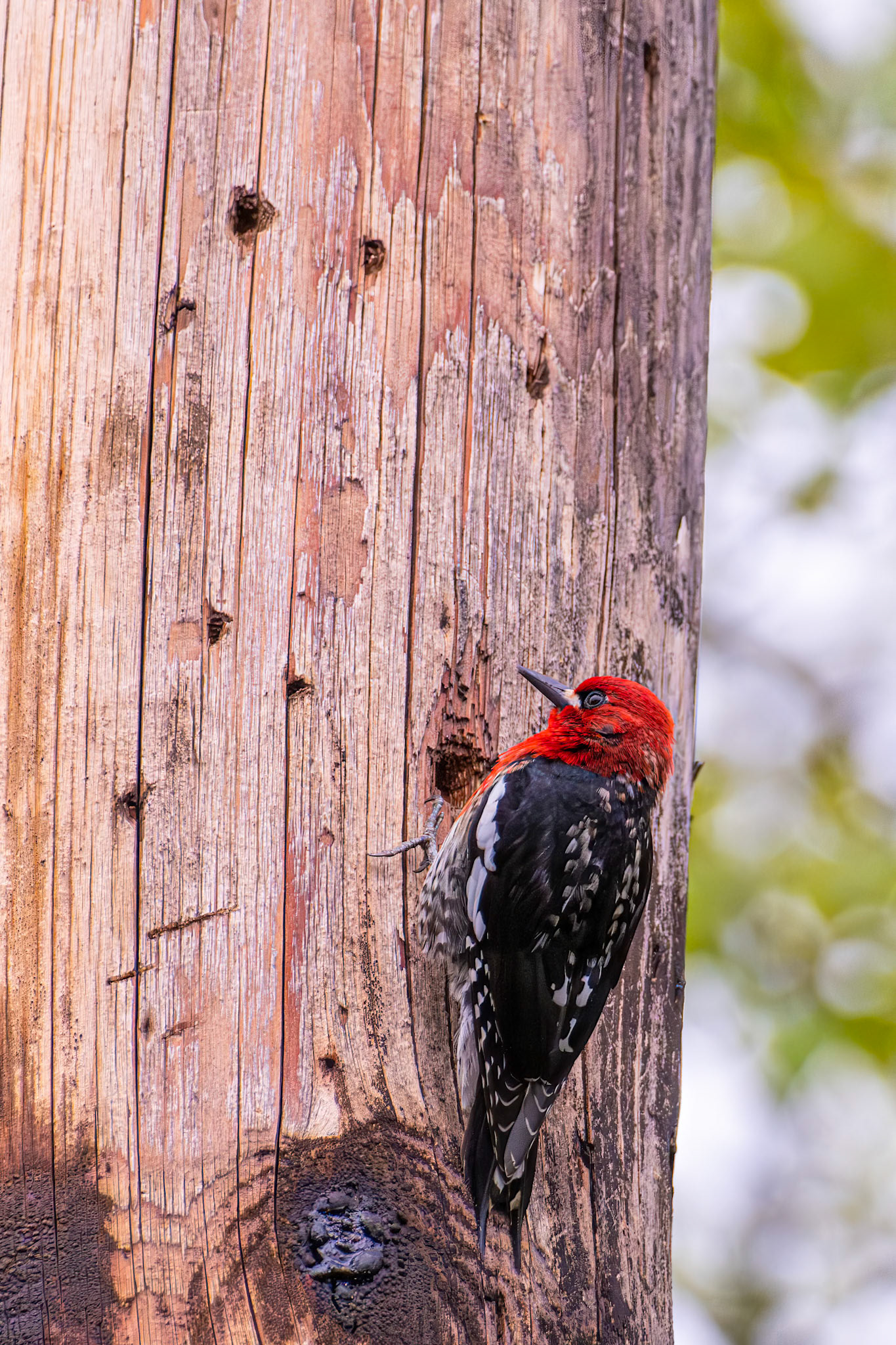Pecking away at a power pole