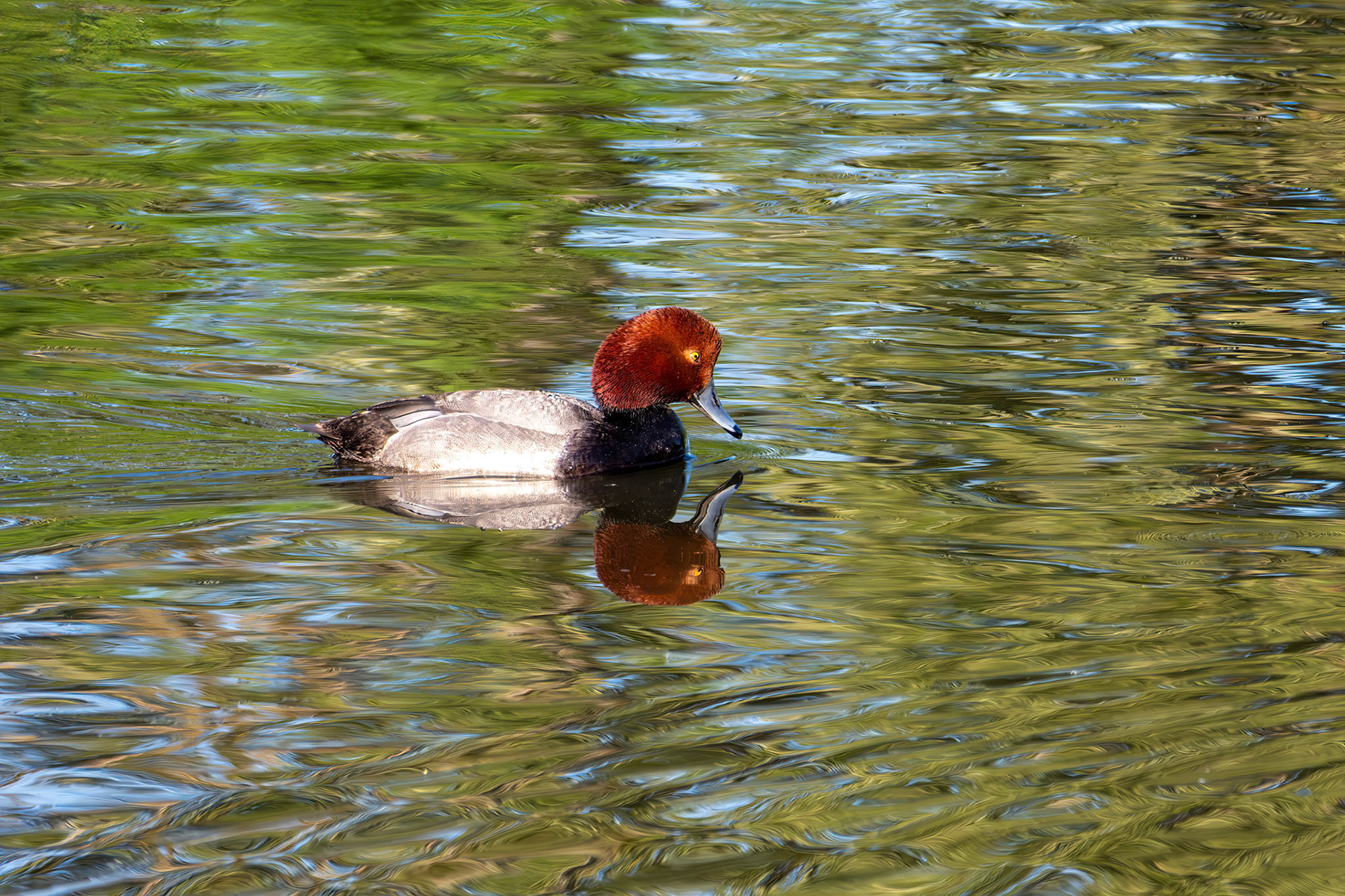 Redhead Reflection