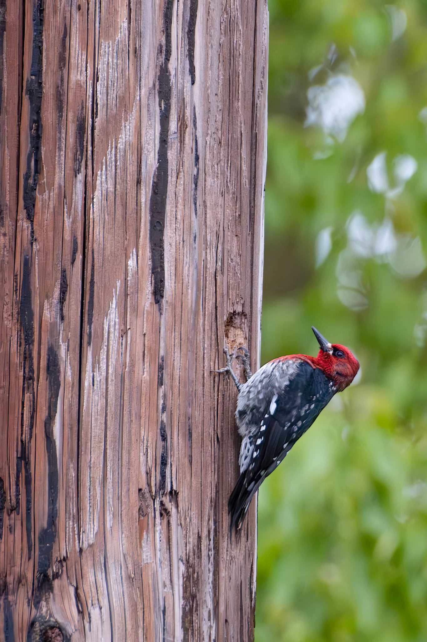 Red Breasted Sapsucker3