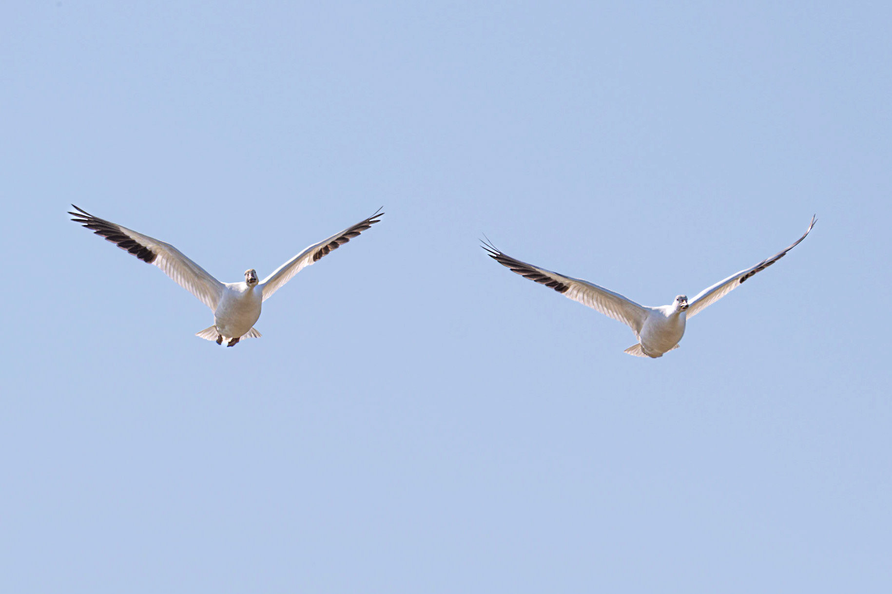 At Sauvi Island, Oregon