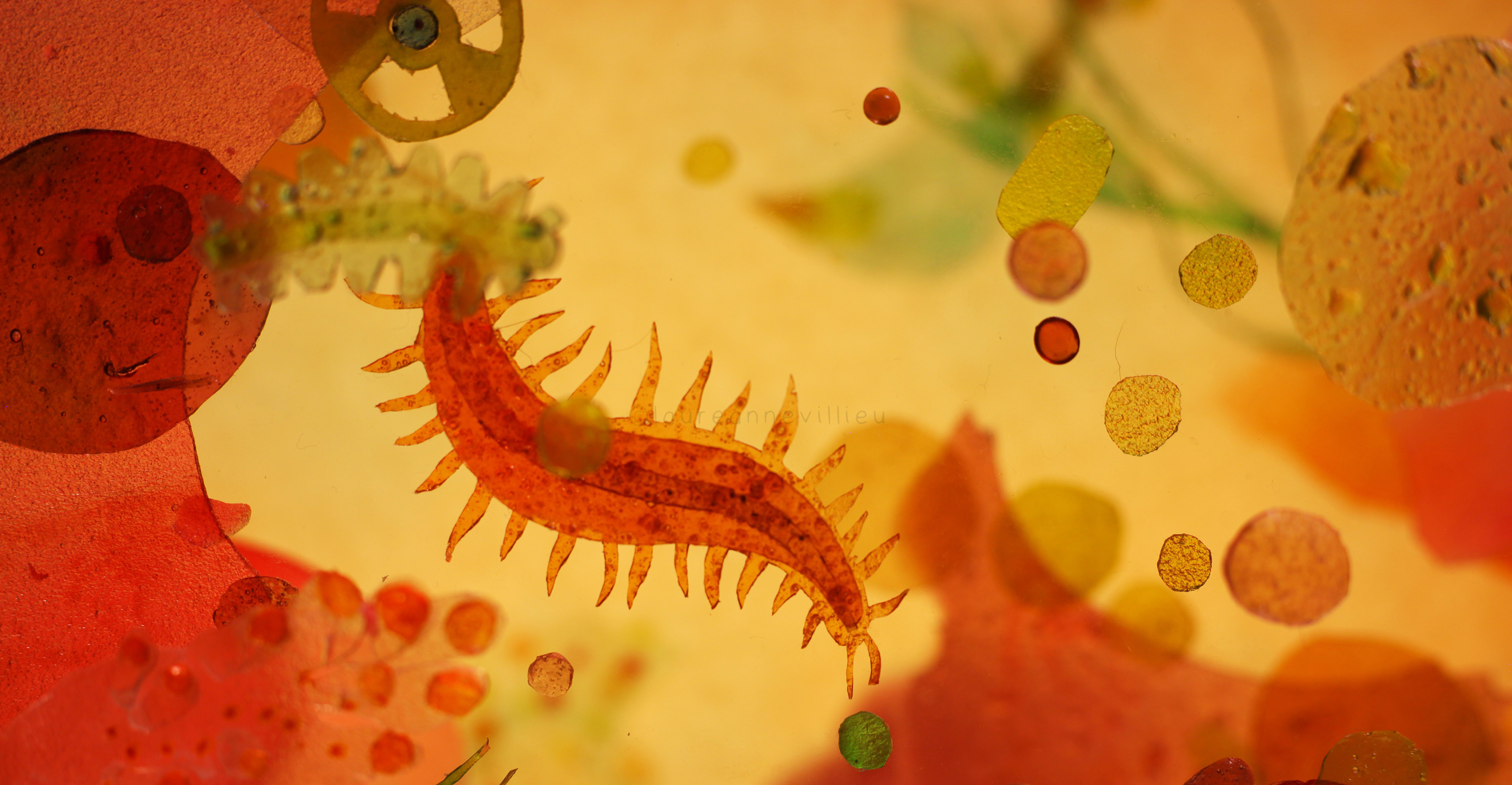 marine worm