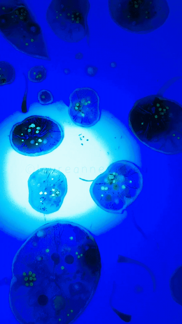 Noctilucas bioluminescent