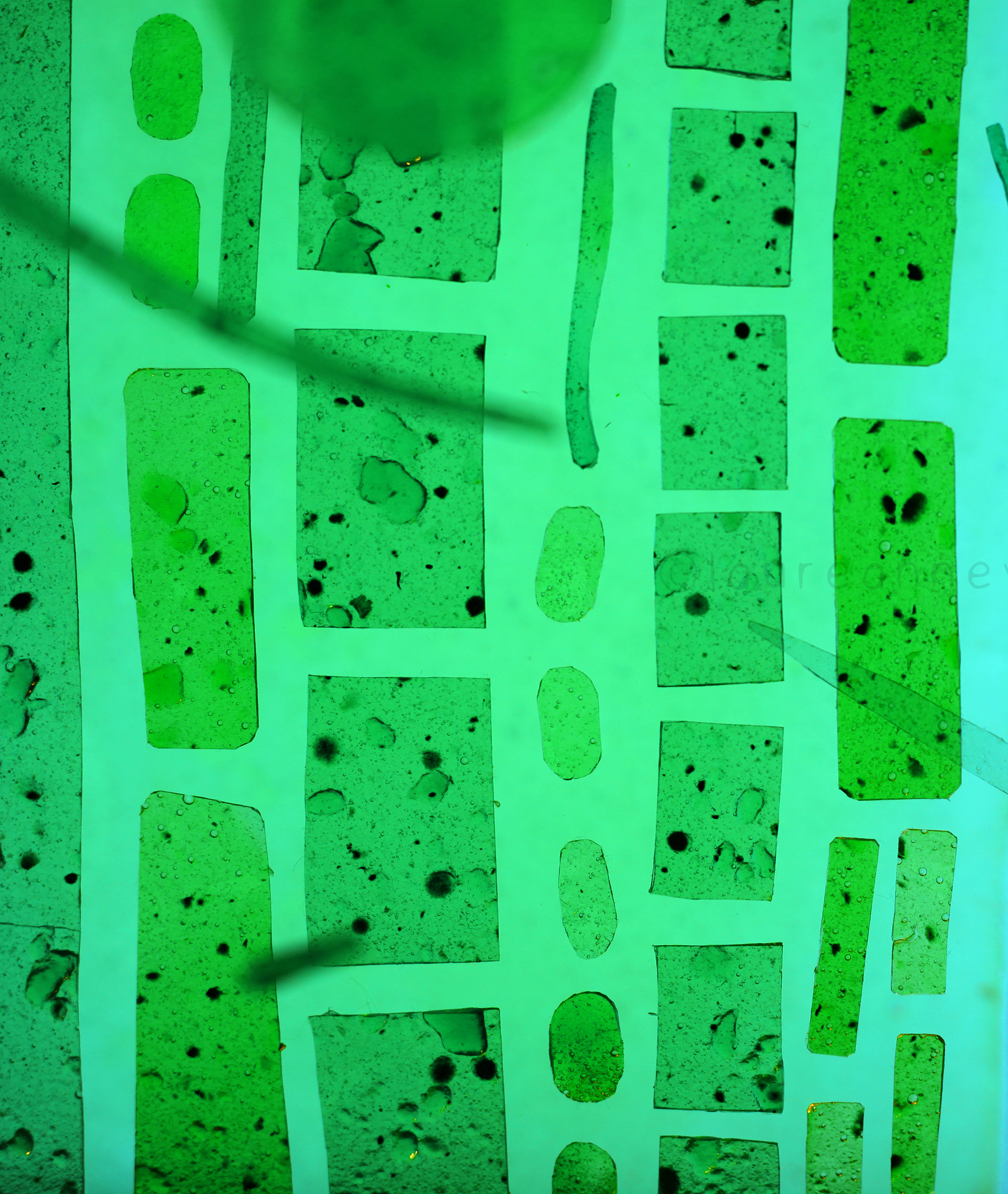 Cells