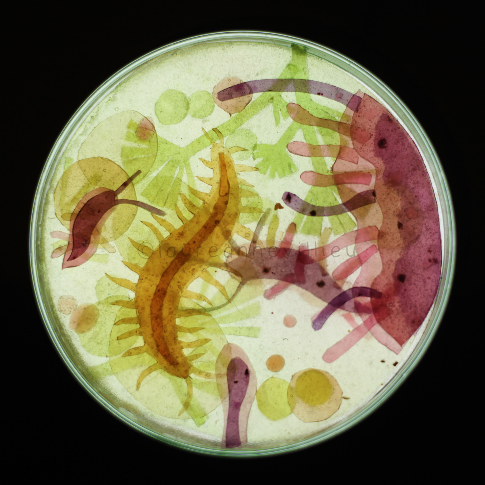 petri dish study_2