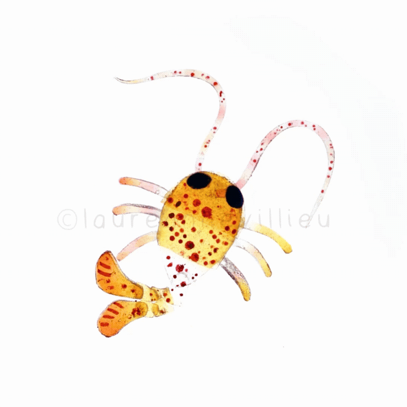 Copepod