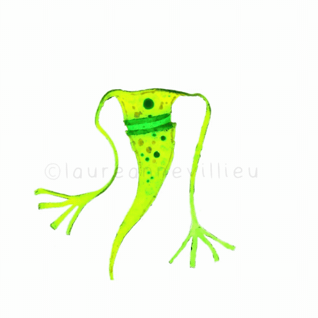 Ceratium