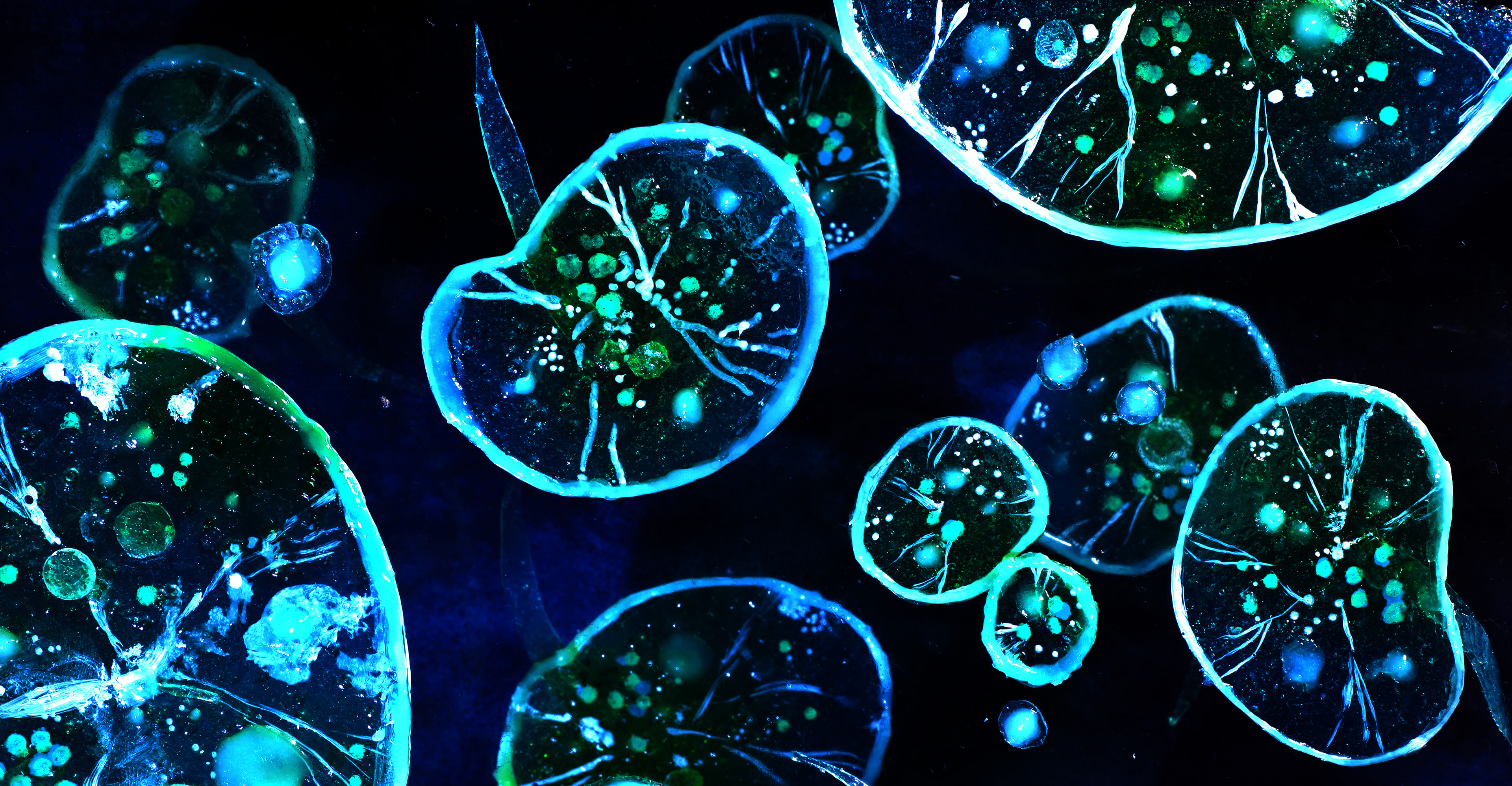 Noctilucas bioluminescent