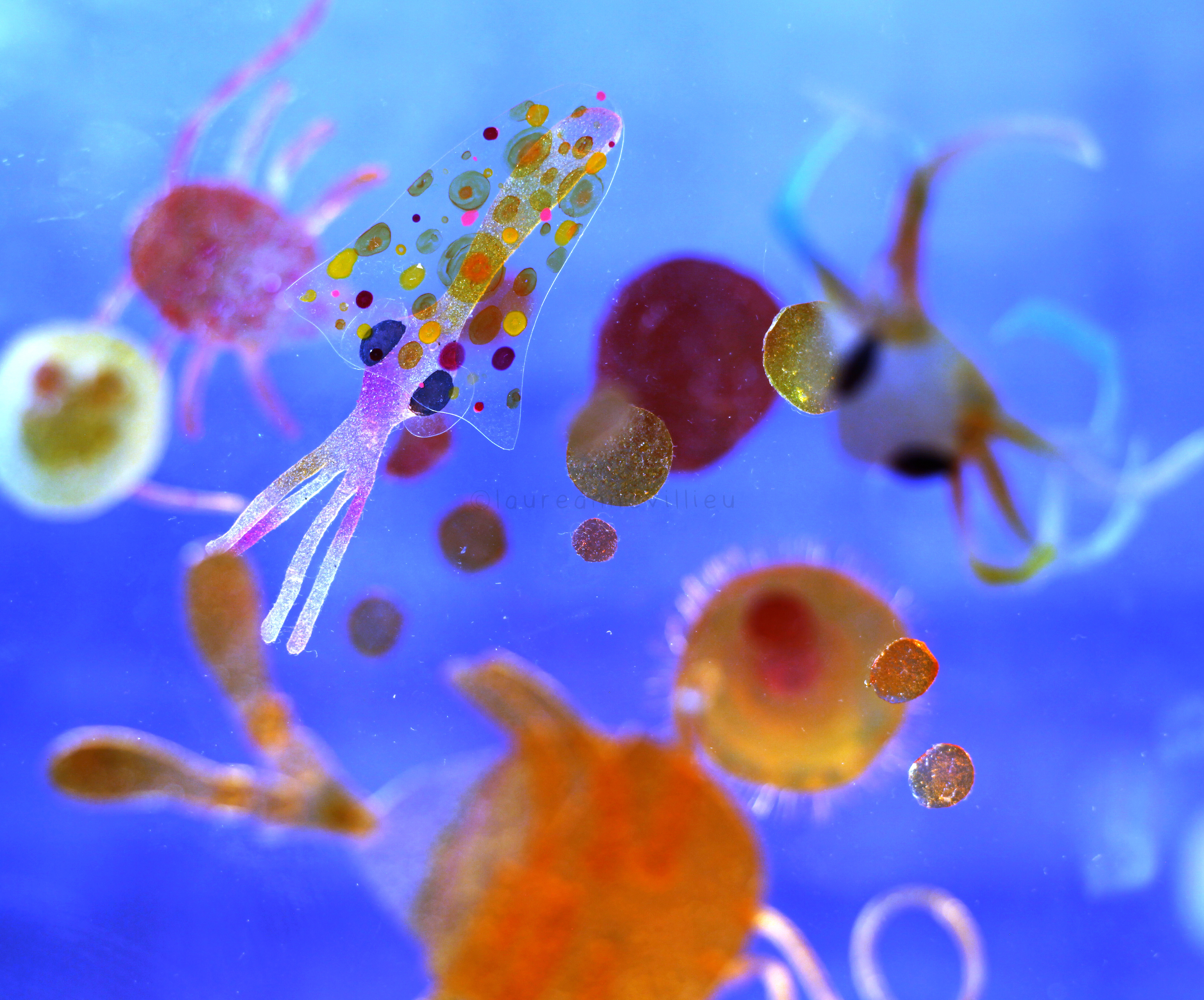 cephalopod & crab