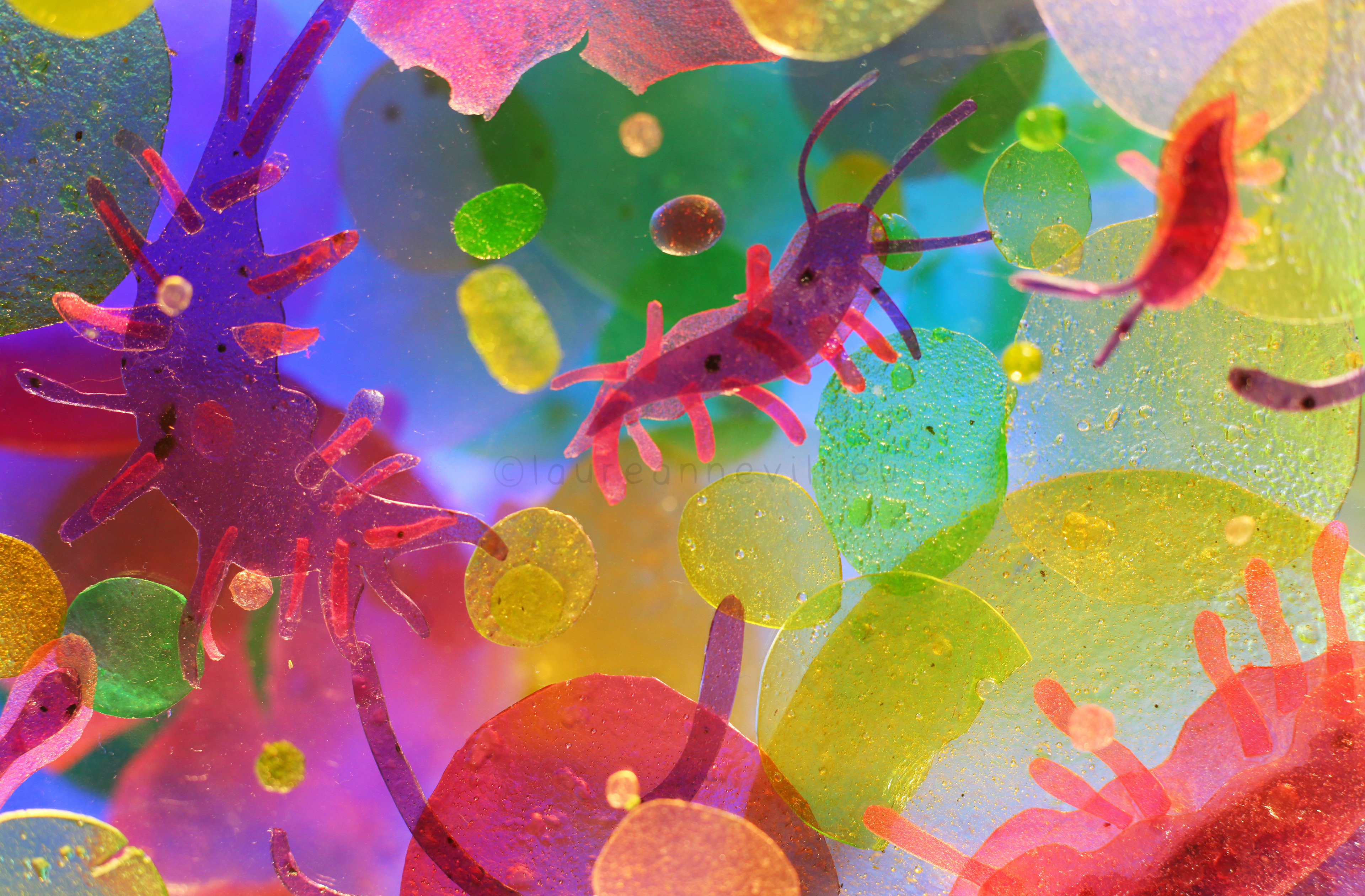 Flabellina