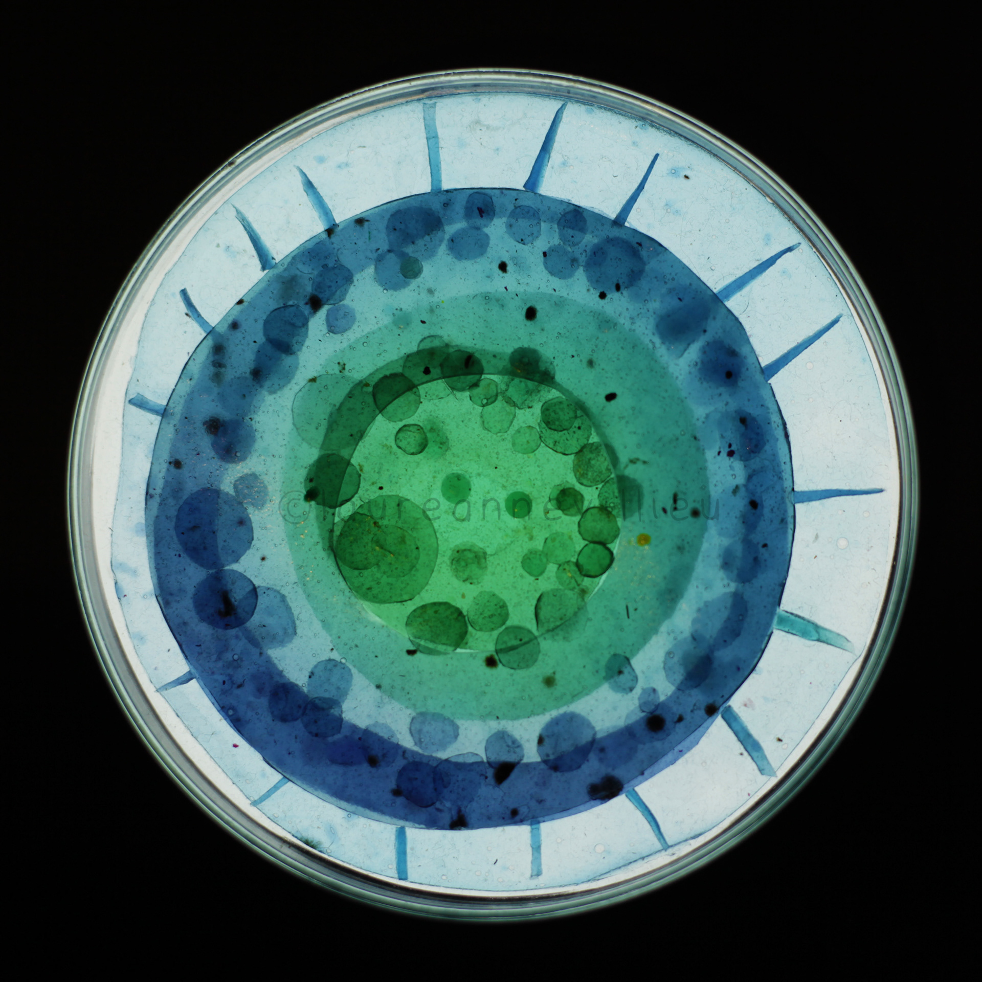 petri dish study_1
