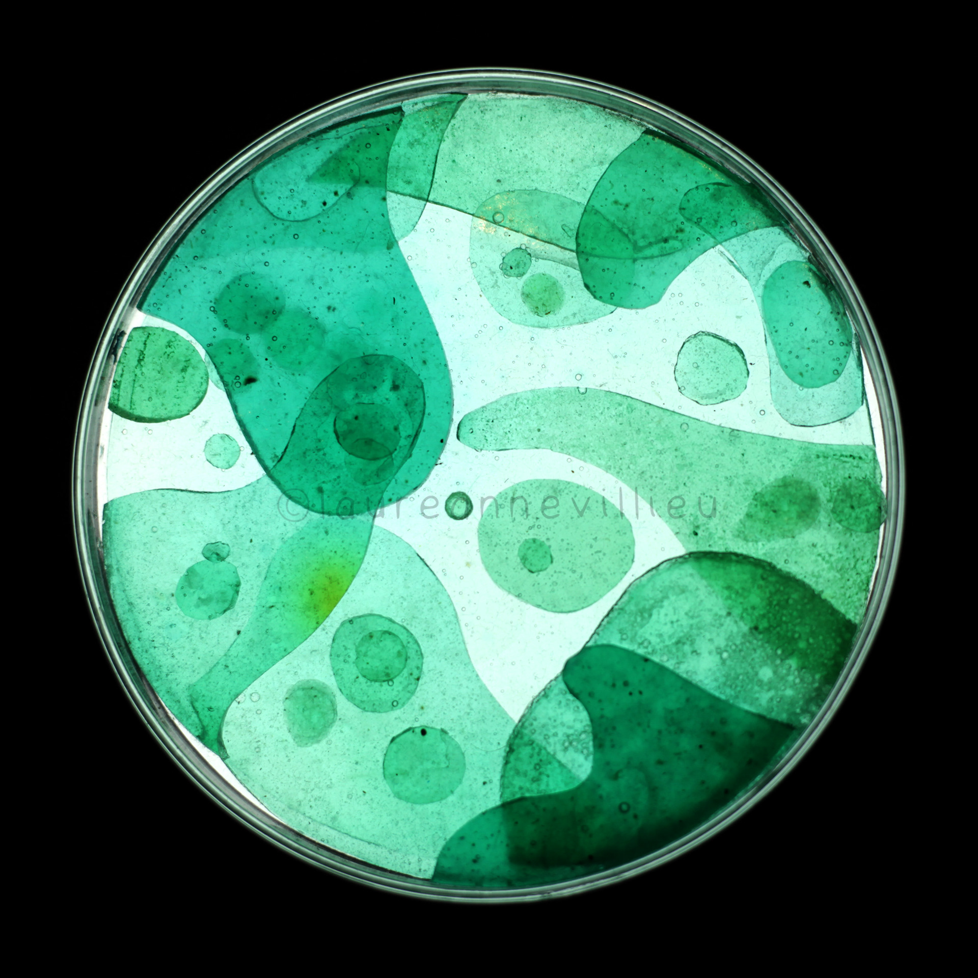 petri dish study_3