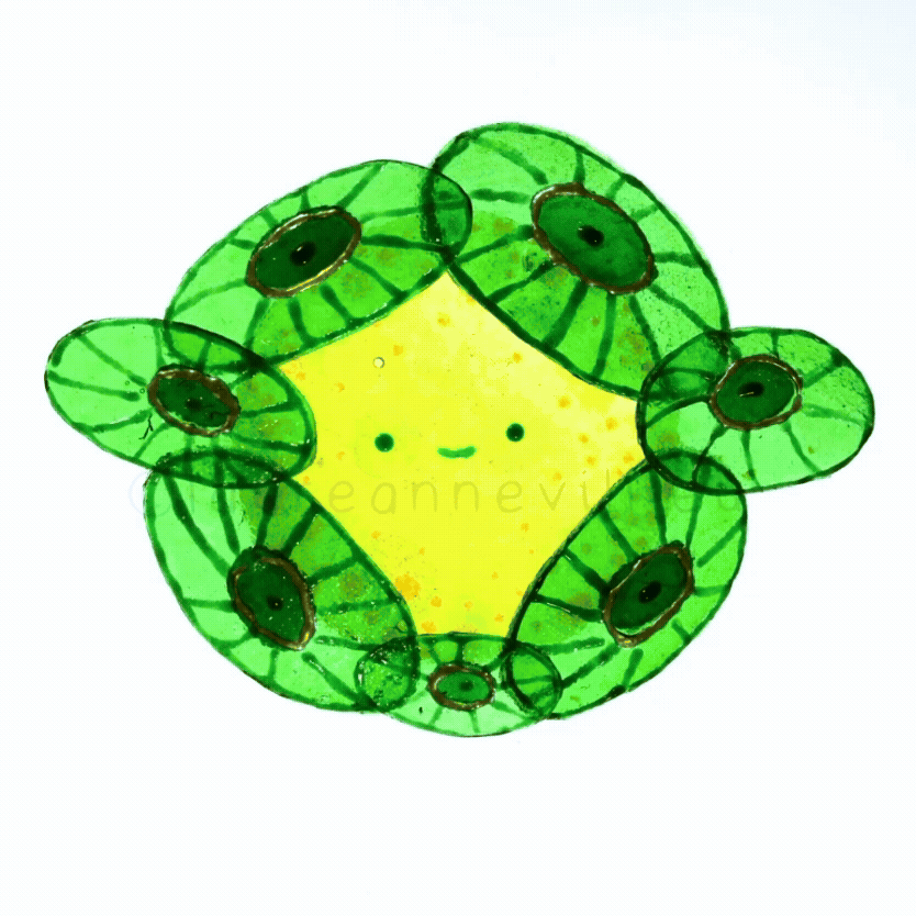 Coccolithe